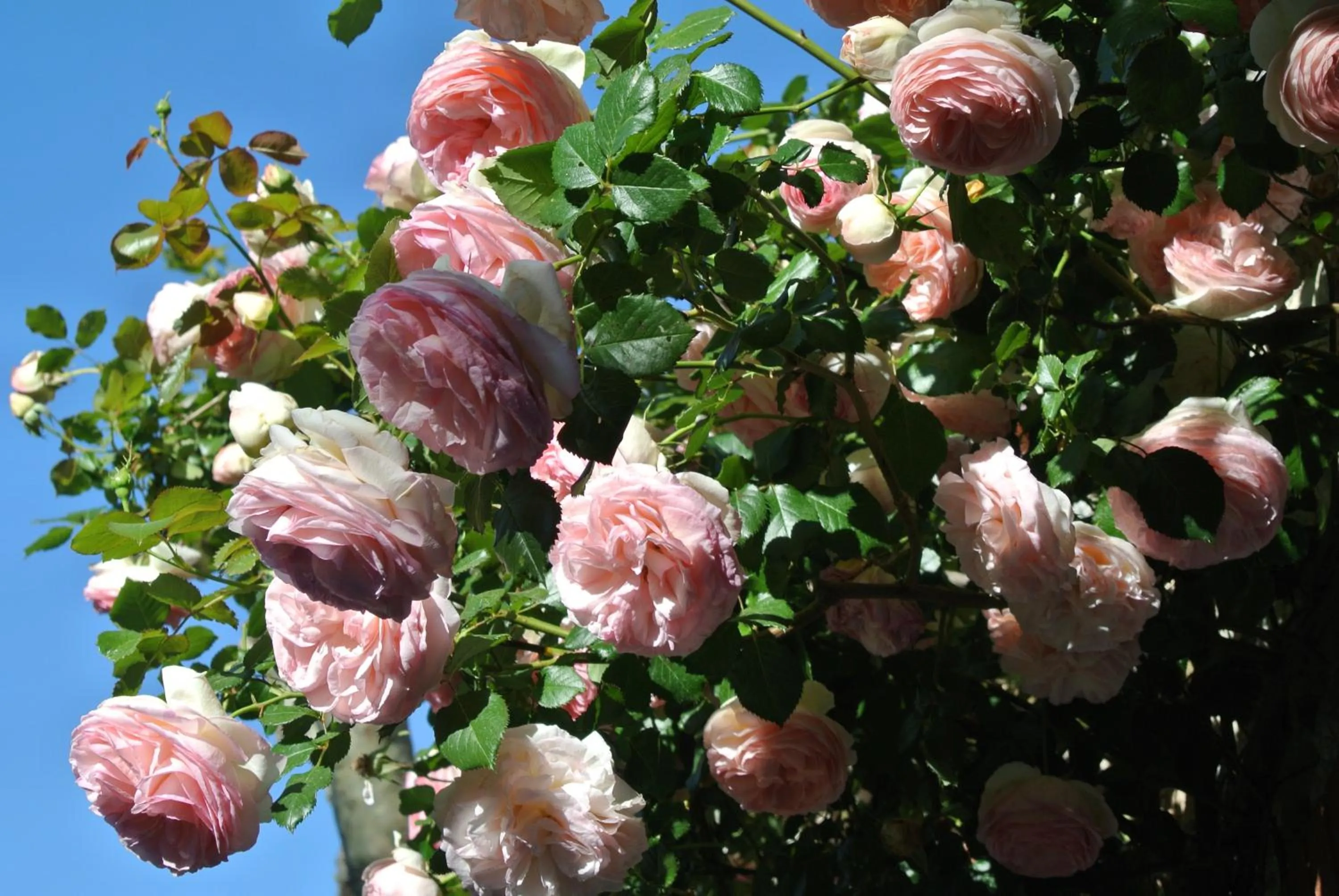 Garden in Le Relais Des Chartreuses