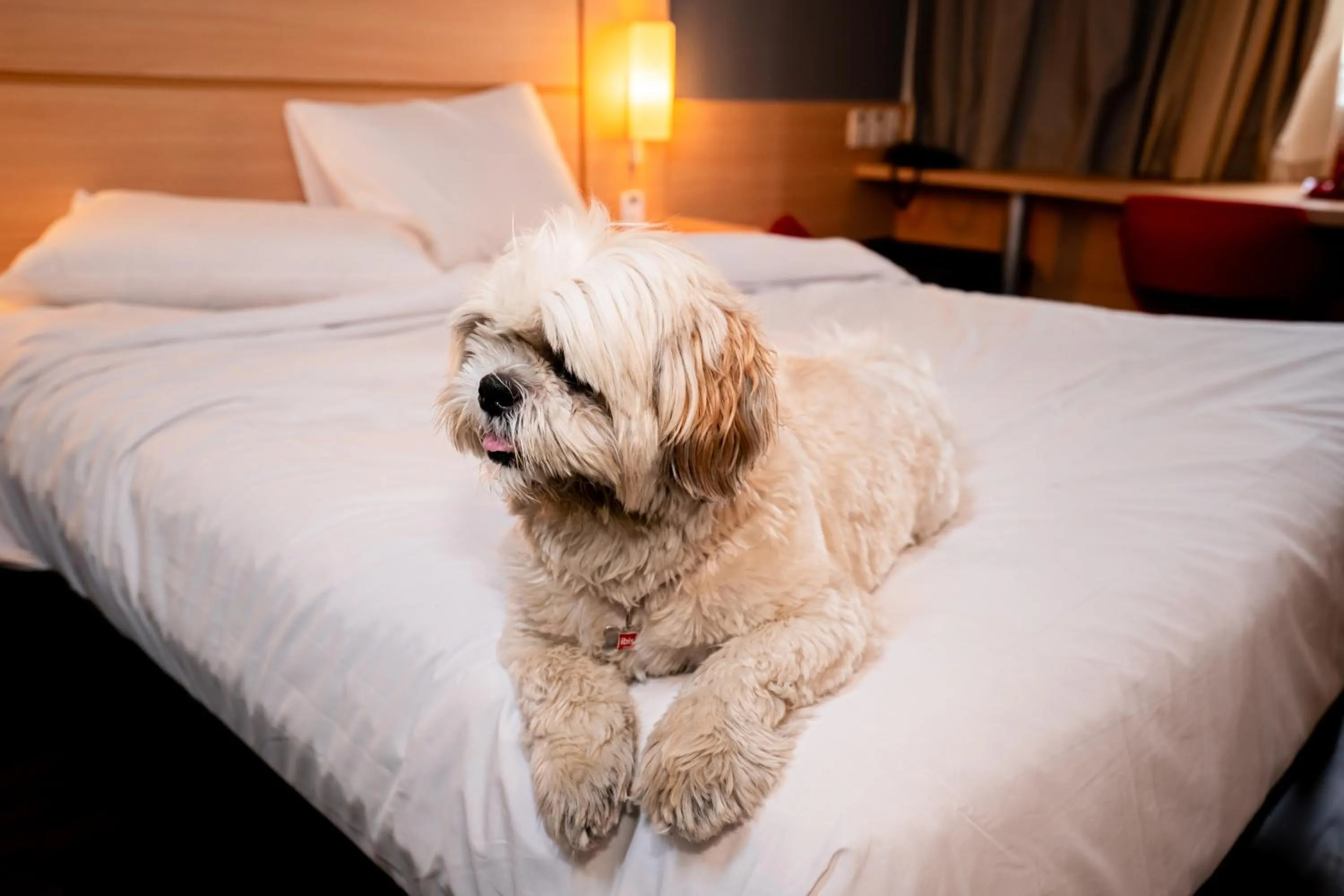 Pets, Bed in ibis Copacabana Posto 5