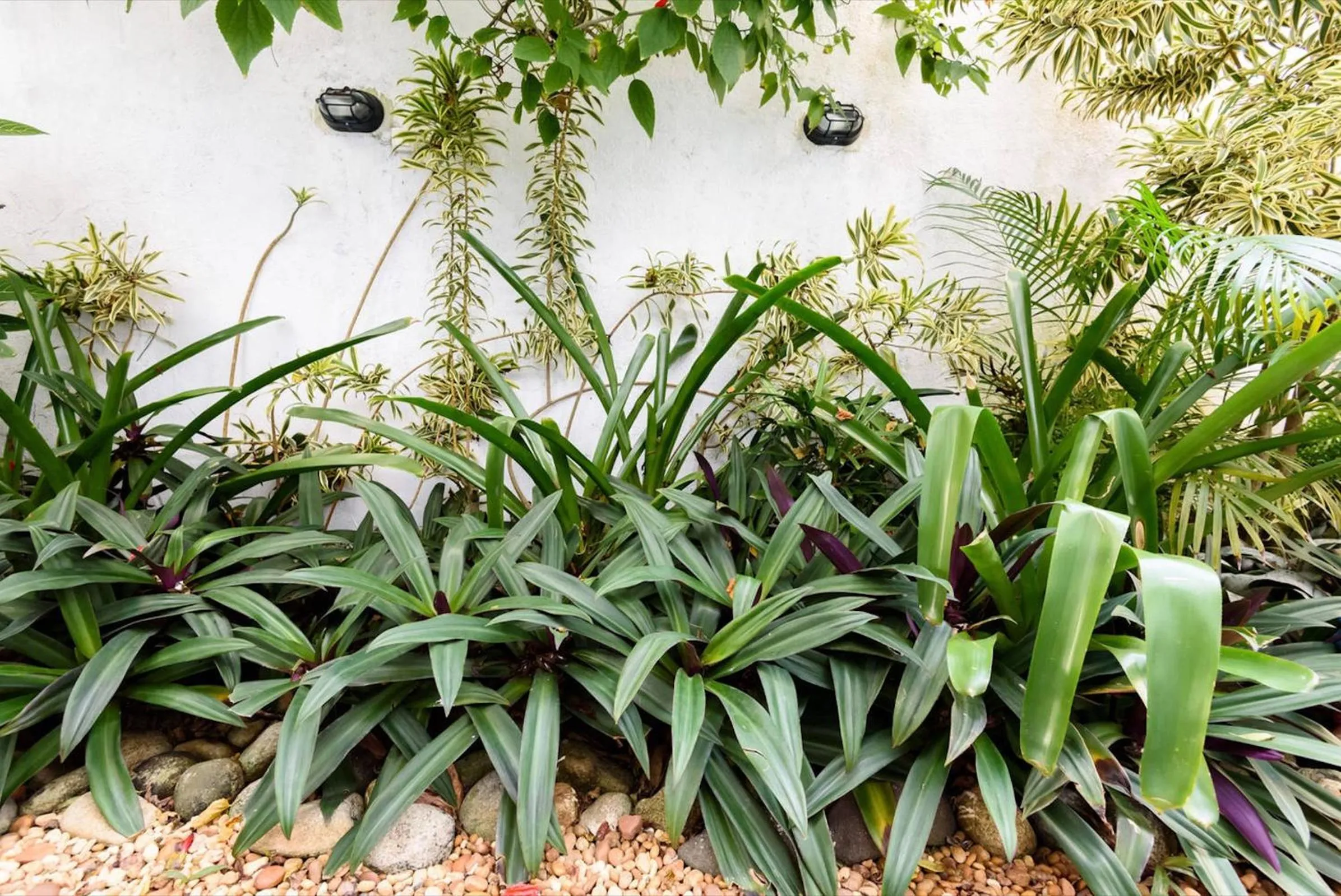 Garden in Beach Guest House - GMT