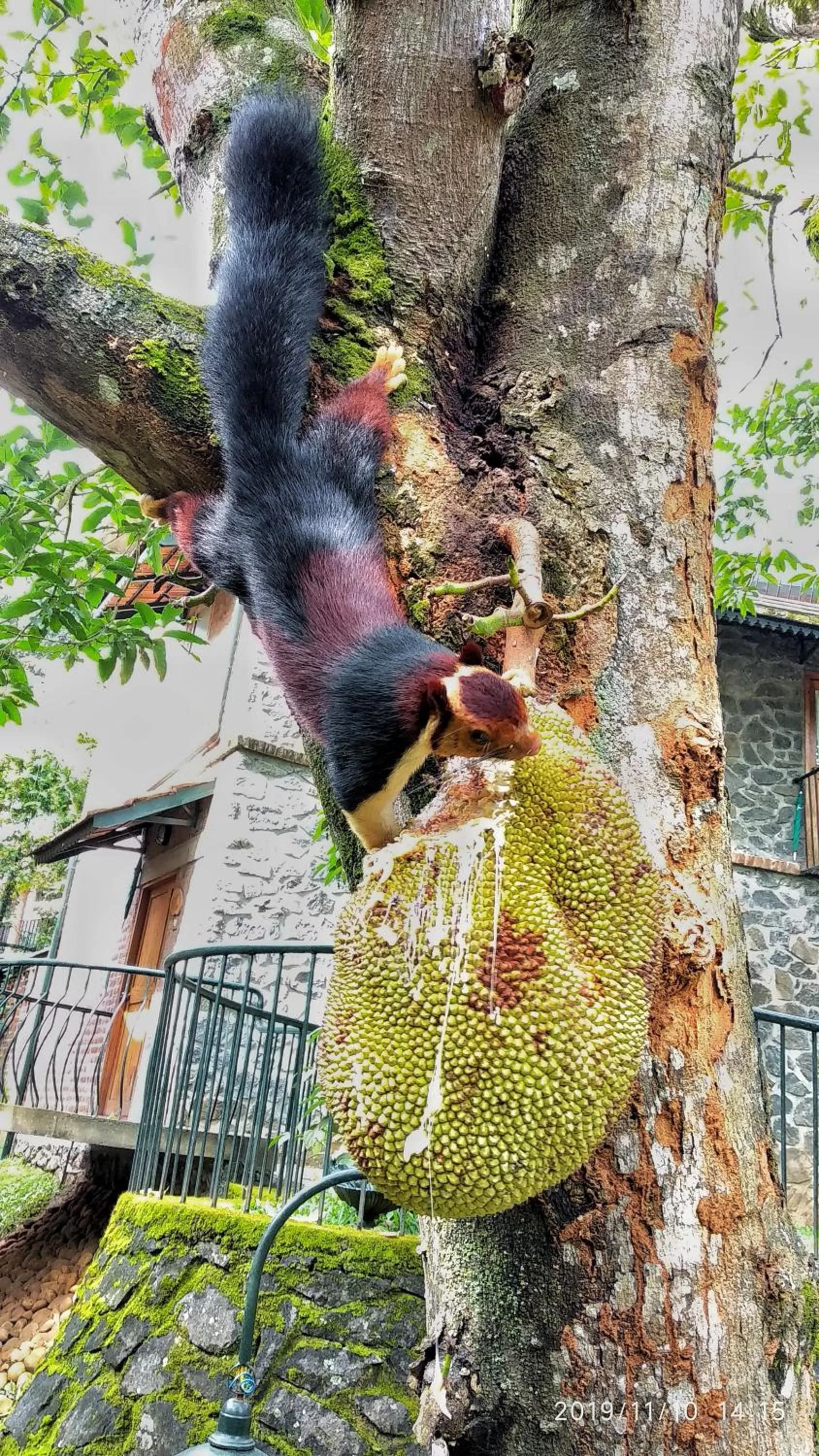 Garden in Wildernest