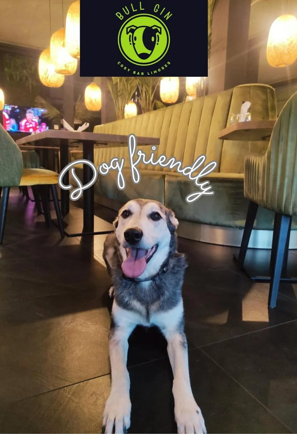 Pets in Contact Hotel BG Limoges Sud