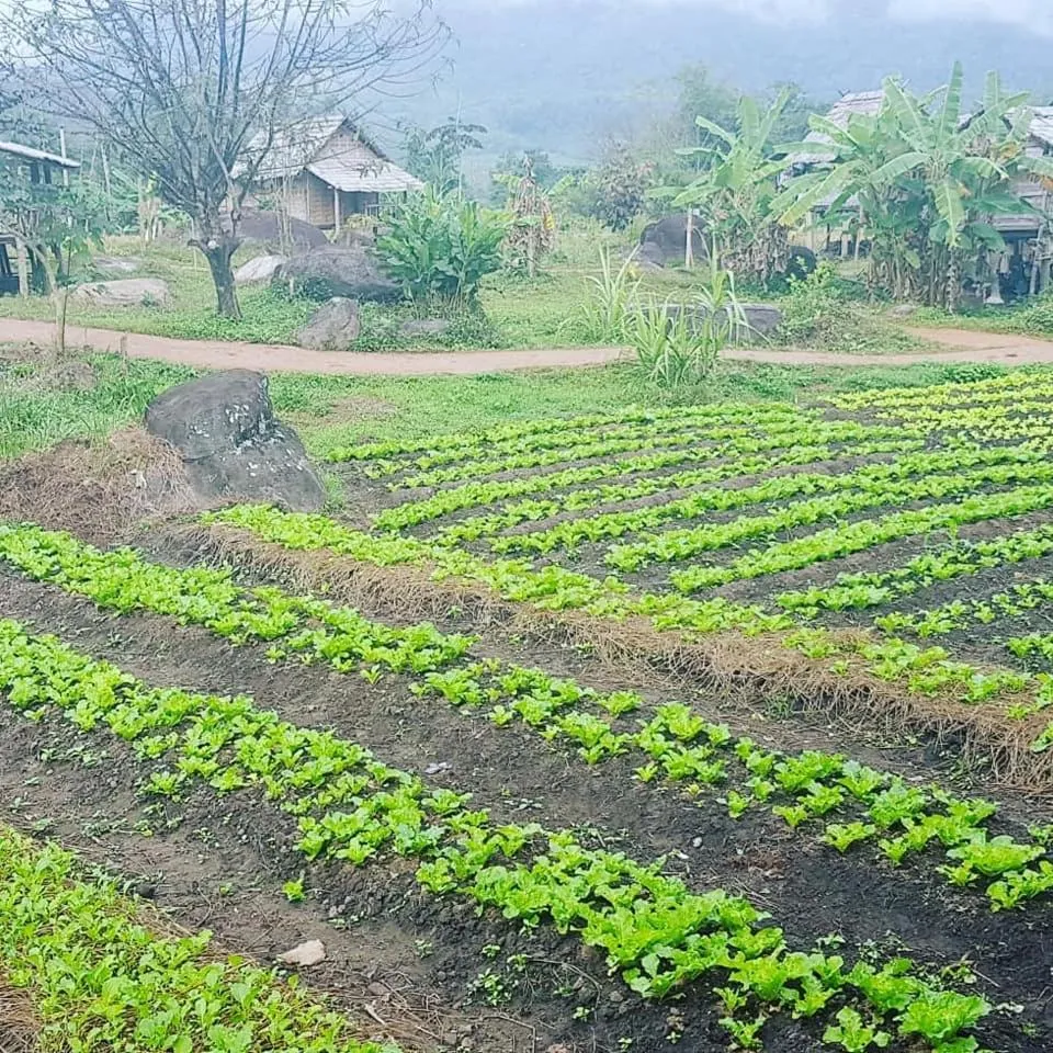 Natural landscape in Namkat Yorla Pa Resort