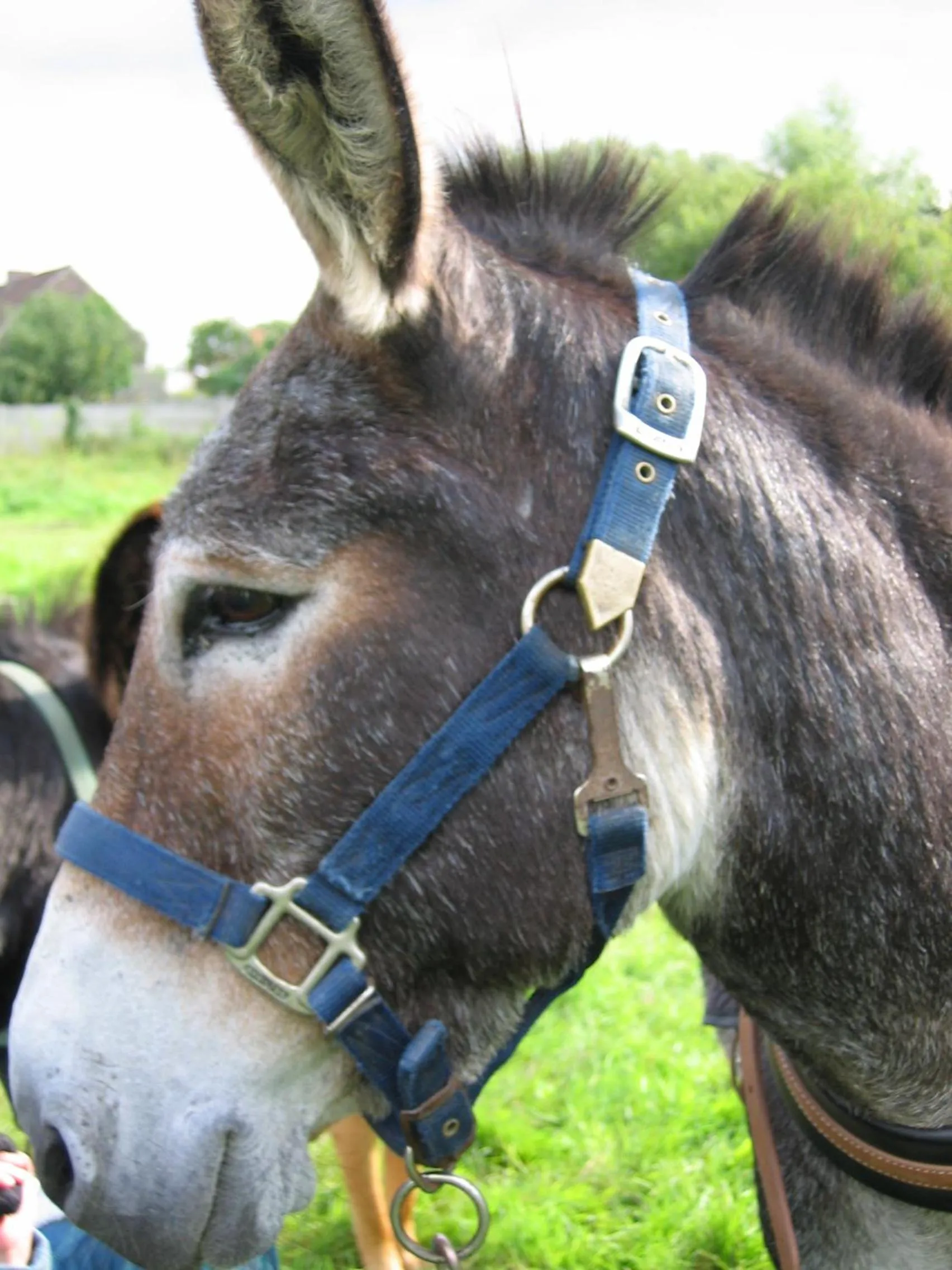 Animals in Bulles et Natures B&B