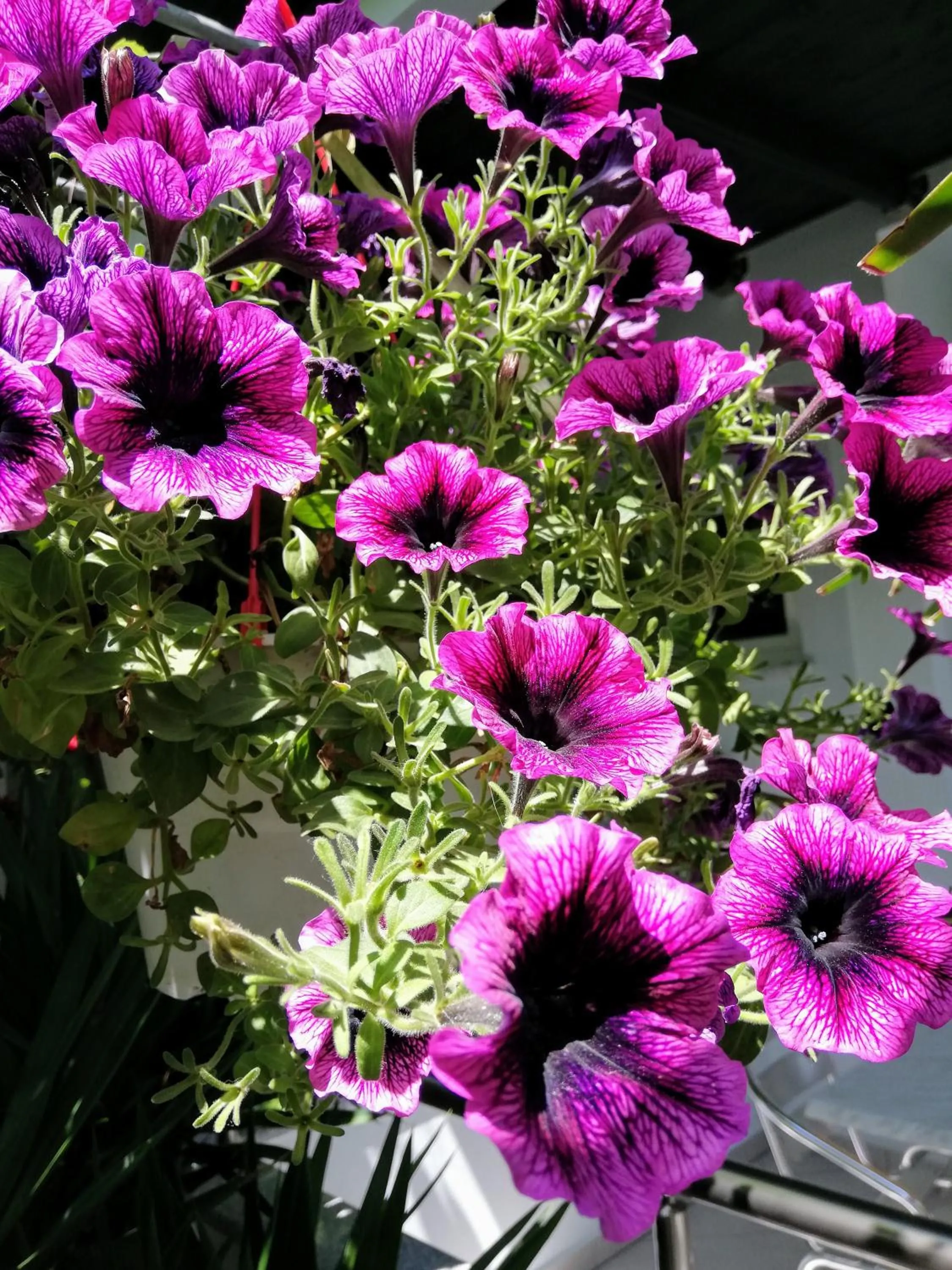 Garden in Hotel Anna