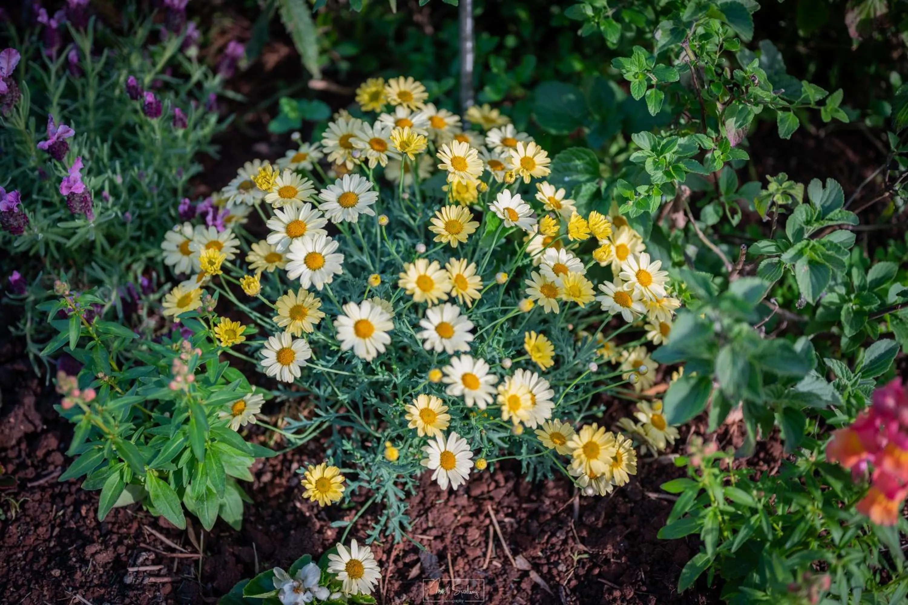 Garden in Agriturismo Country Casale Rufo