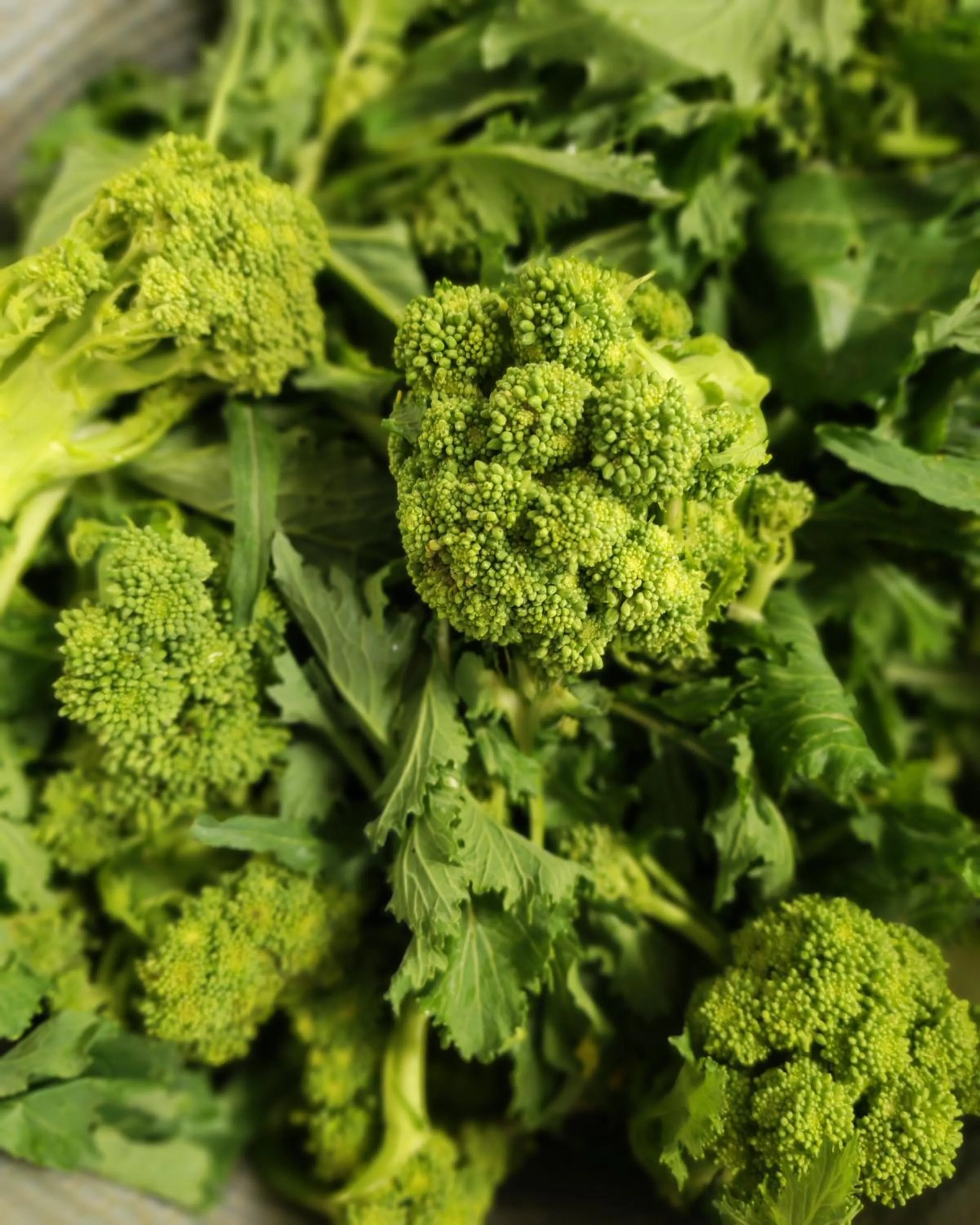 Restaurant/places to eat in Agriturismo Country Casale Rufo