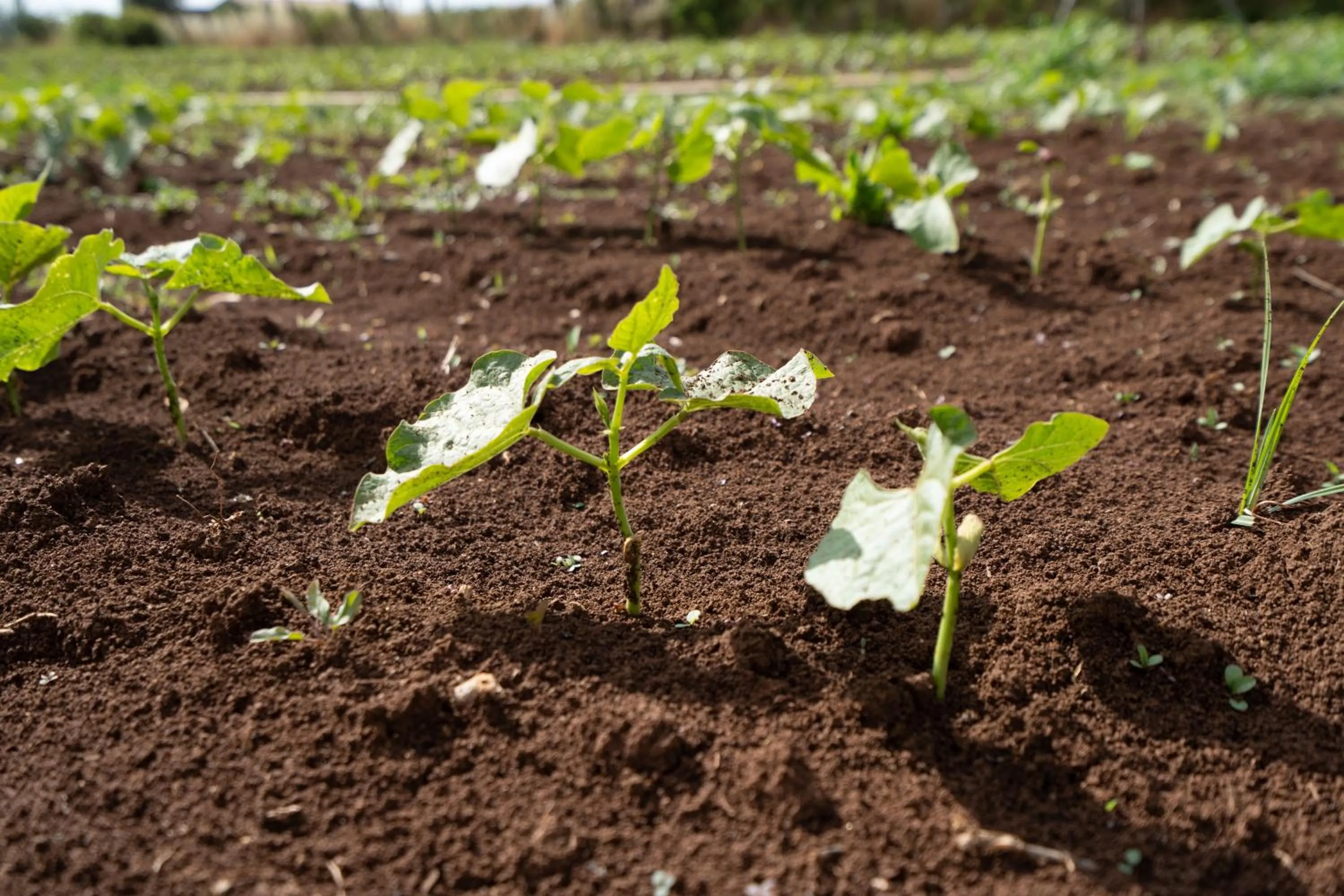 Day in Agriturismo Country Casale Rufo