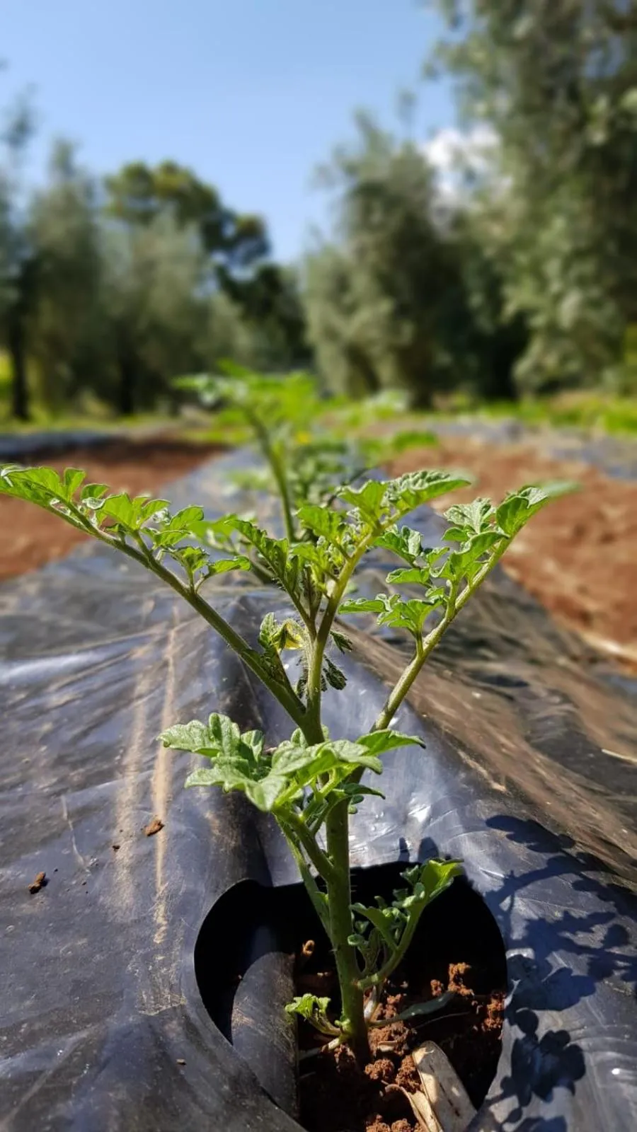 Food in Agriturismo Country Casale Rufo