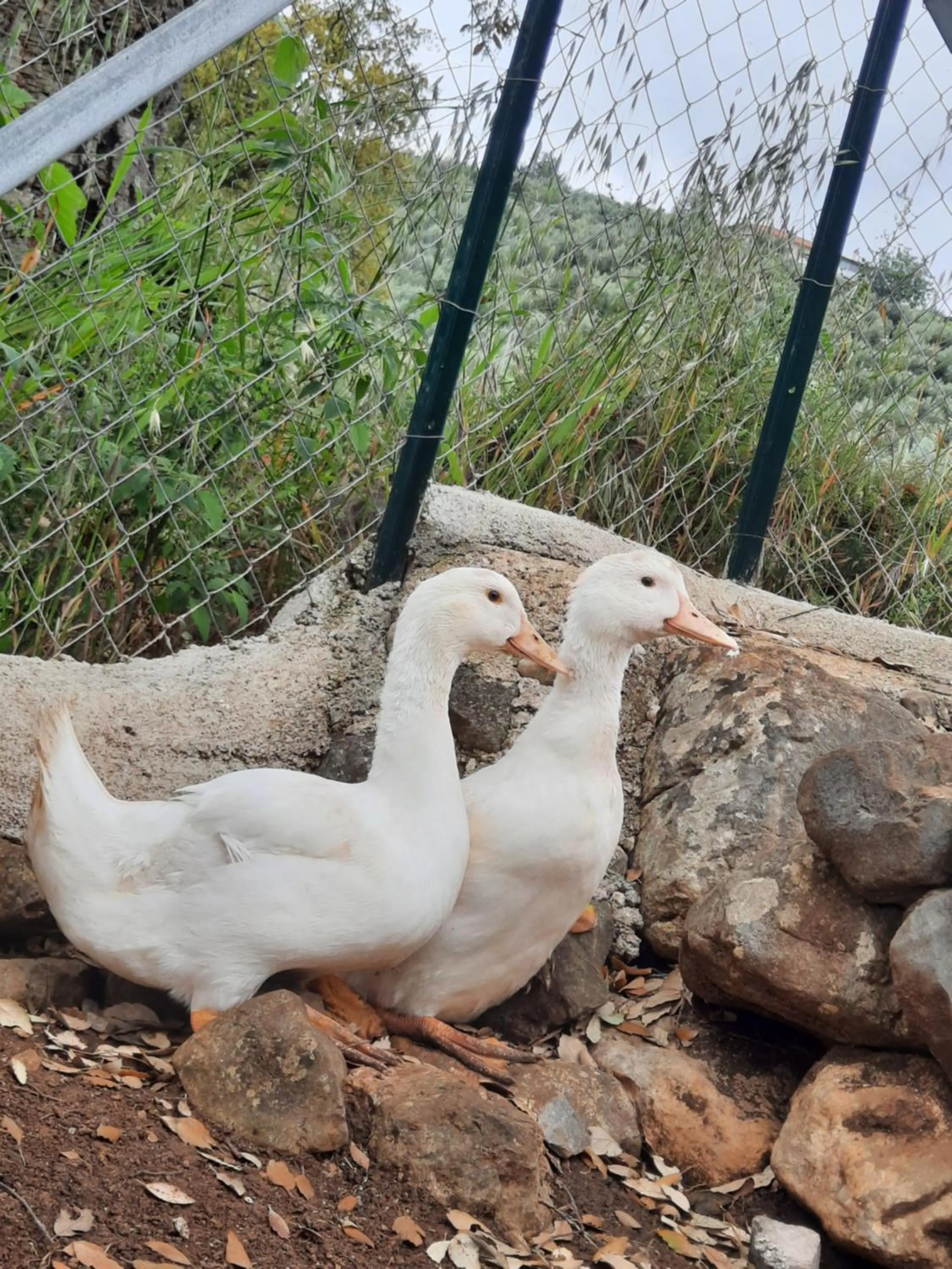 Animals in Agriturismo Country Casale Rufo