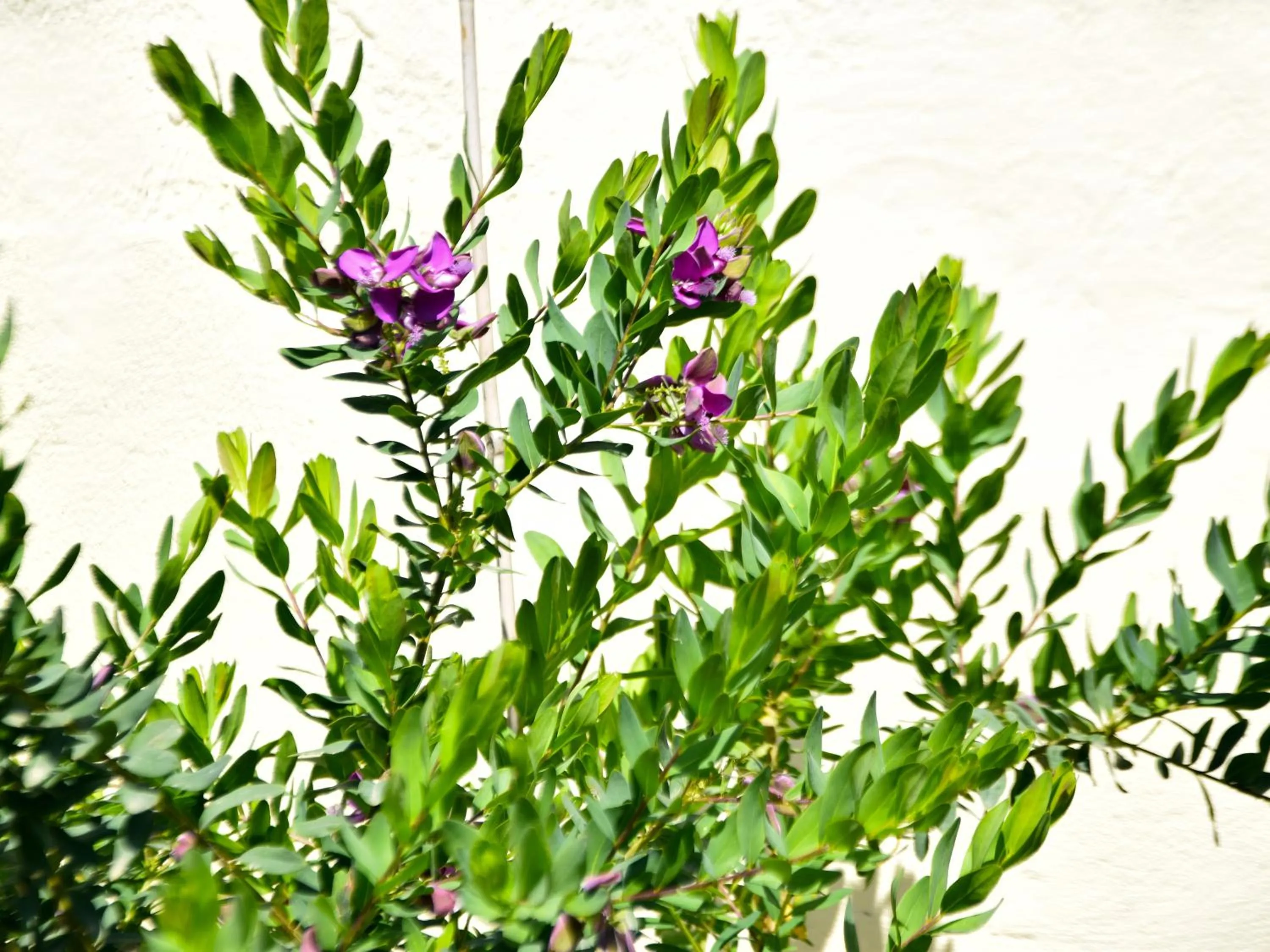 Garden in Siviri Rental Houses
