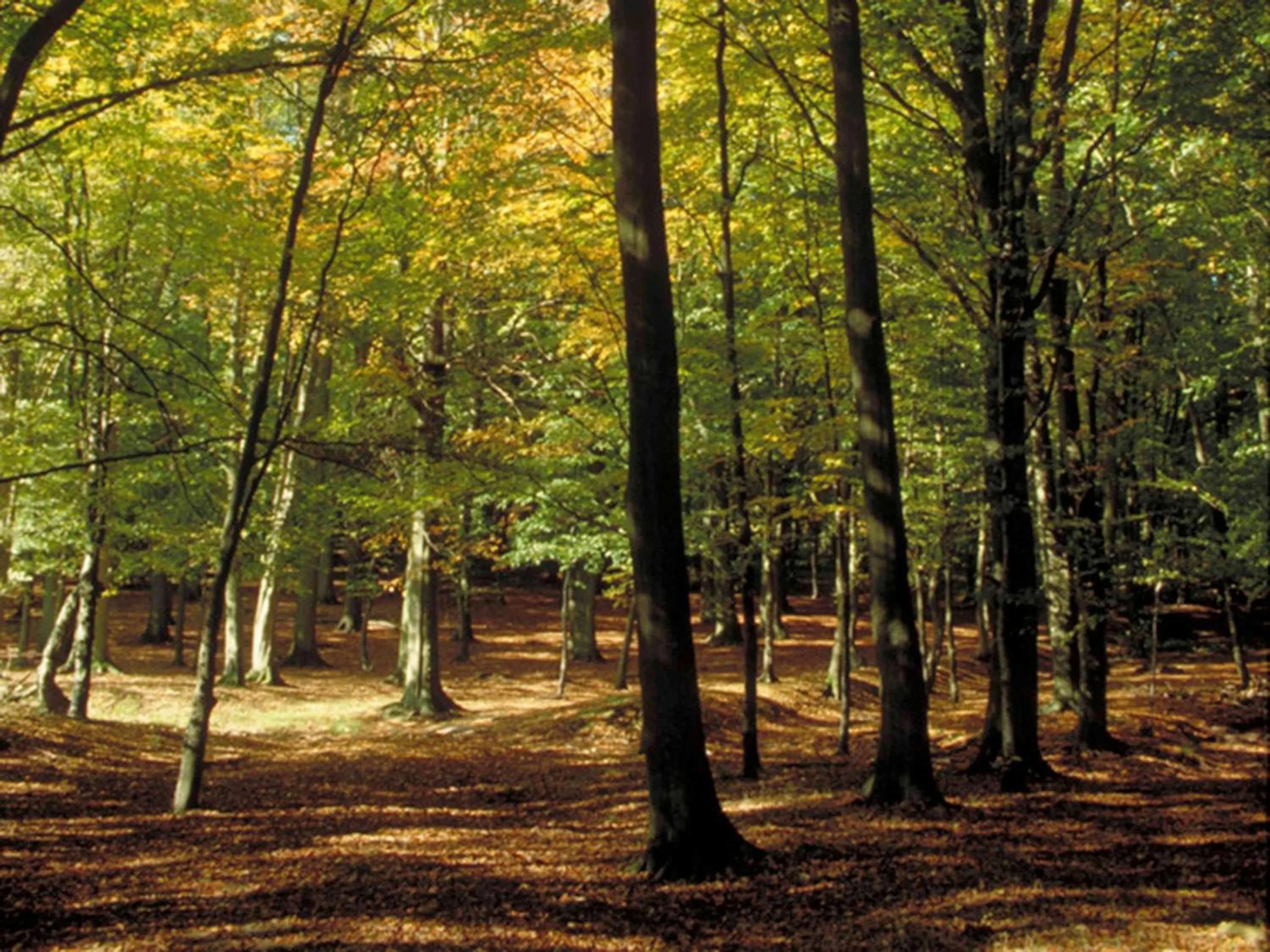 Property building in ibis Nemours