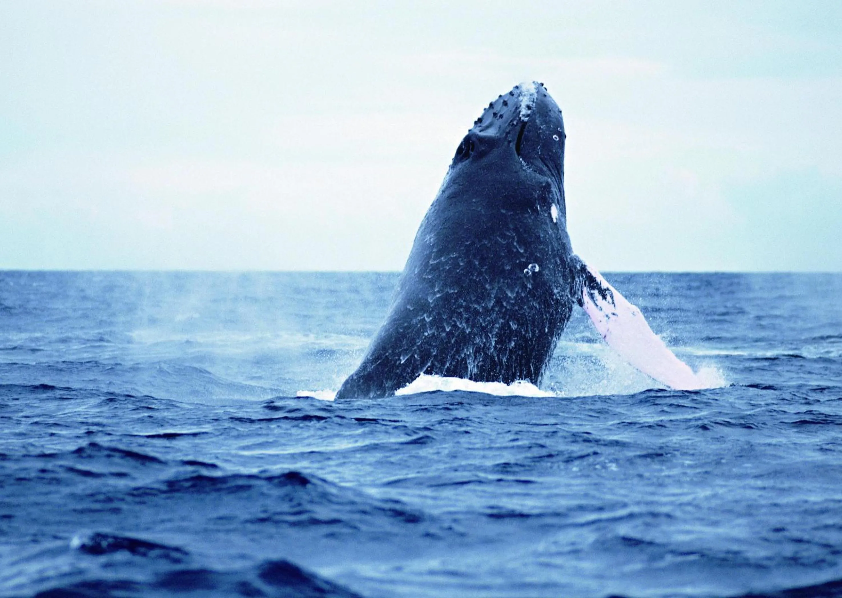 Living Inn Asahibashiekimae Premier