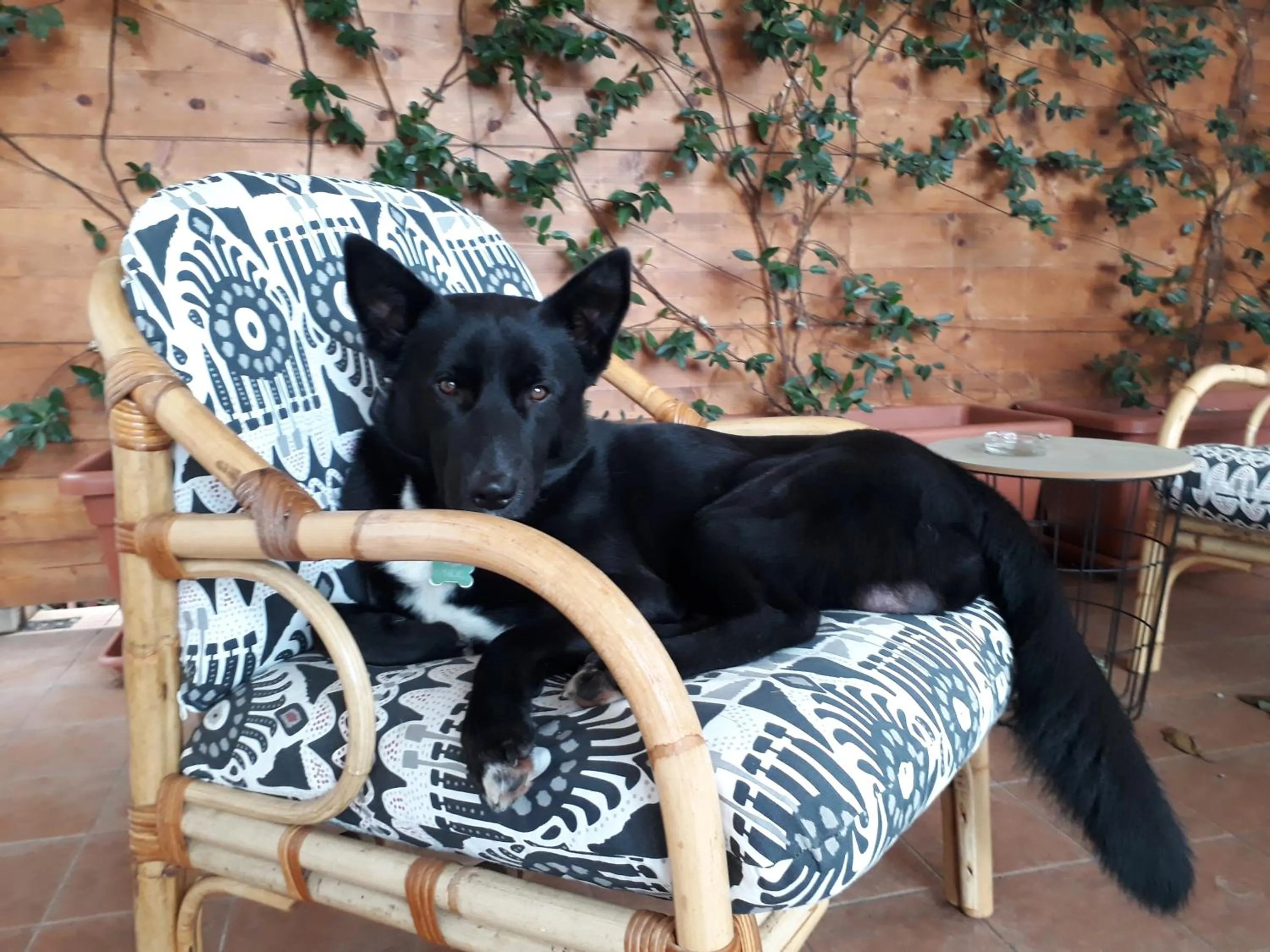 Pets in B&B Ai Tre Archi