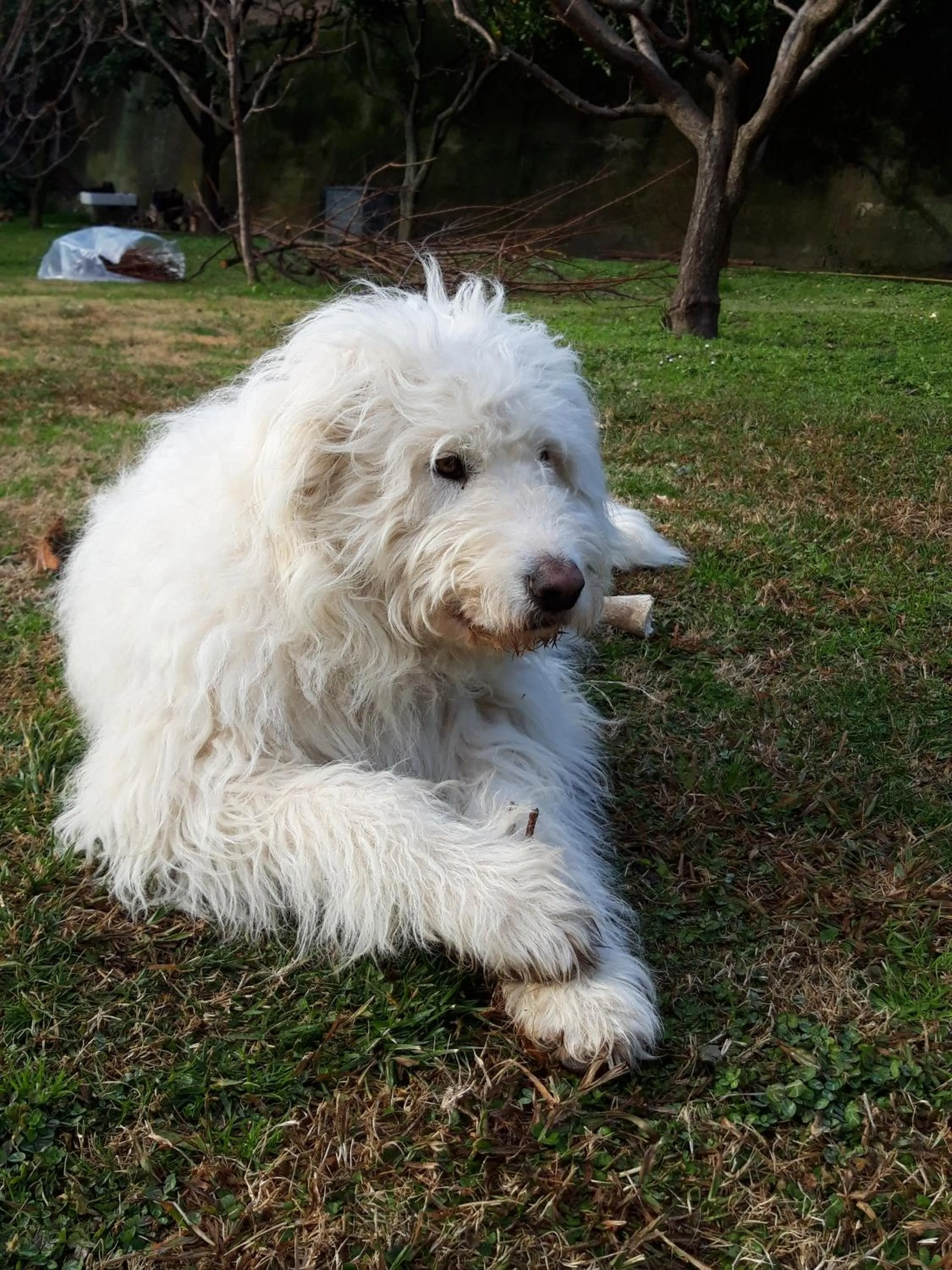 Pets in B&B Ai Tre Archi