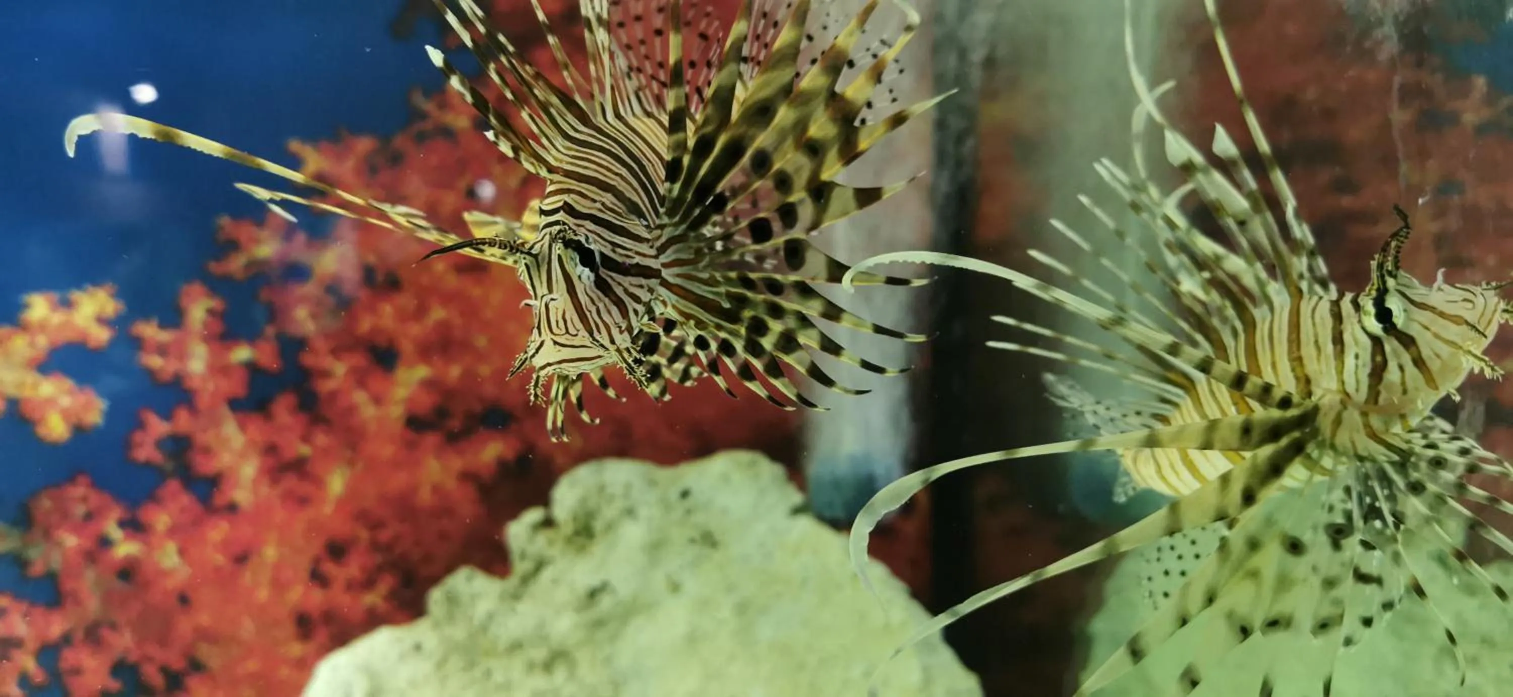 Property building in Dolphin House