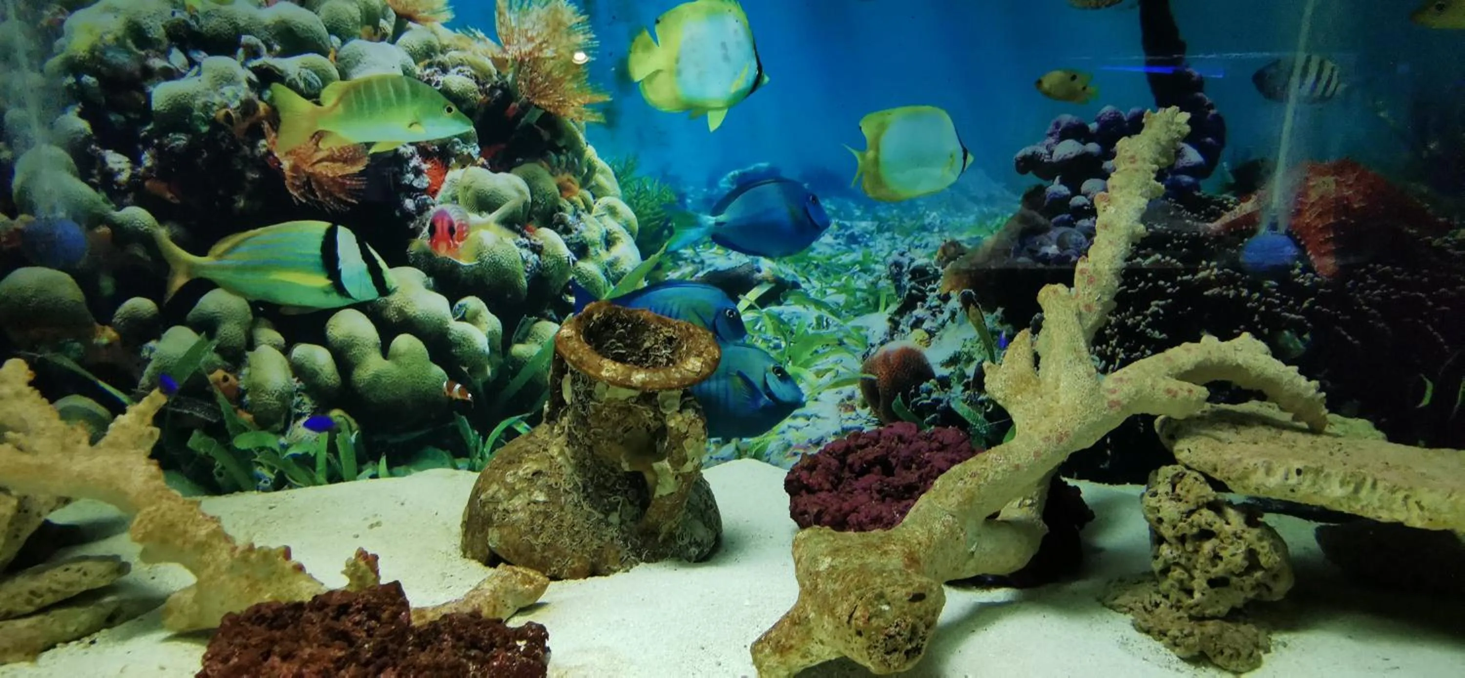 Property building in Dolphin House