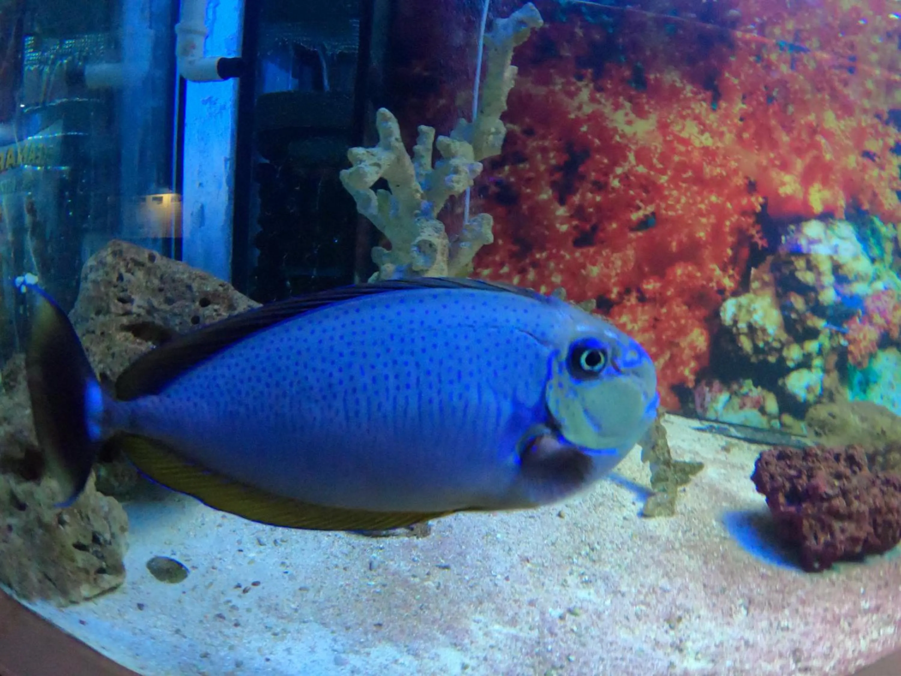 Animals in Dolphin House