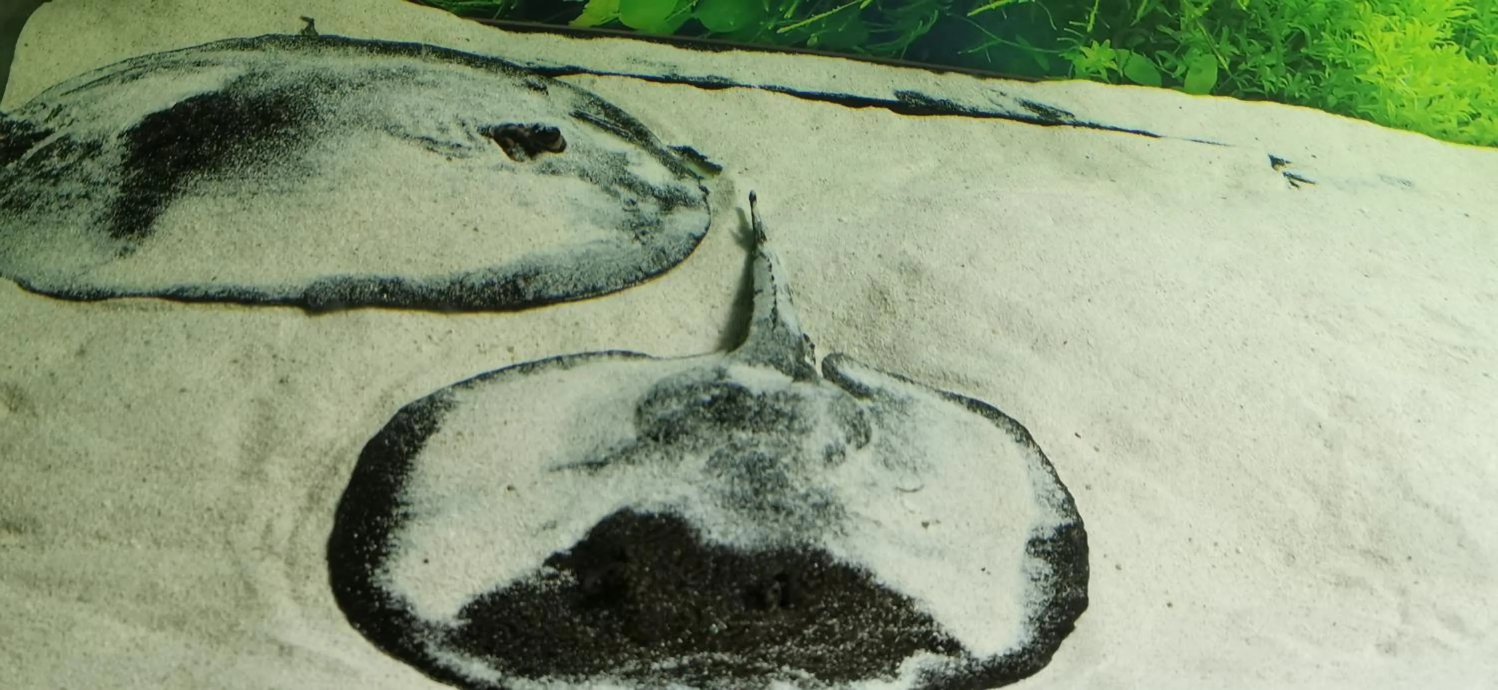 Property building in Dolphin House