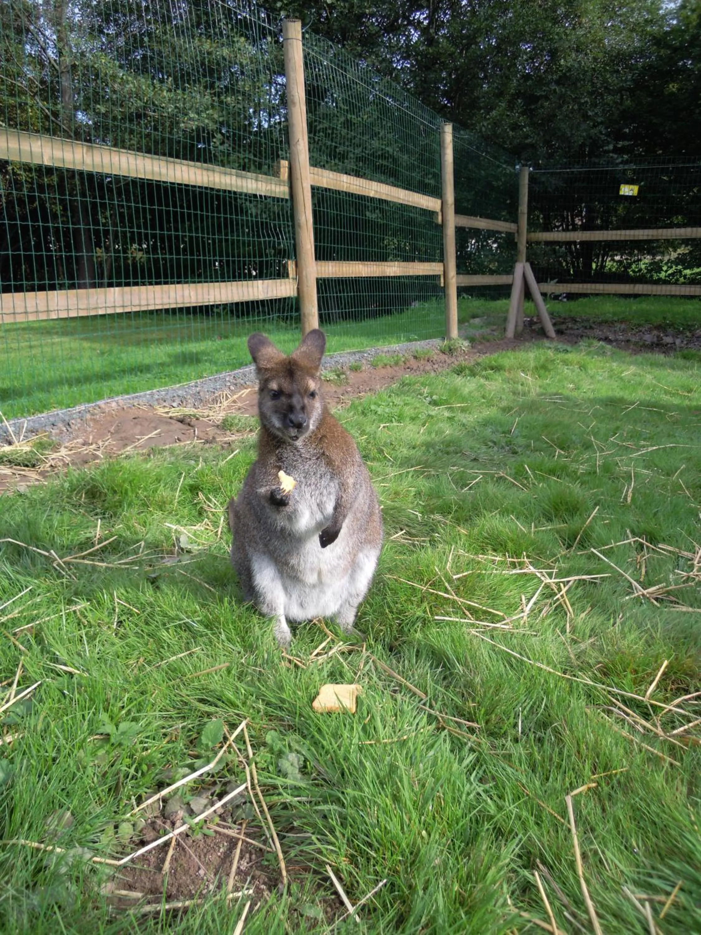 Animals in Hôtel Restaurant Le Régal