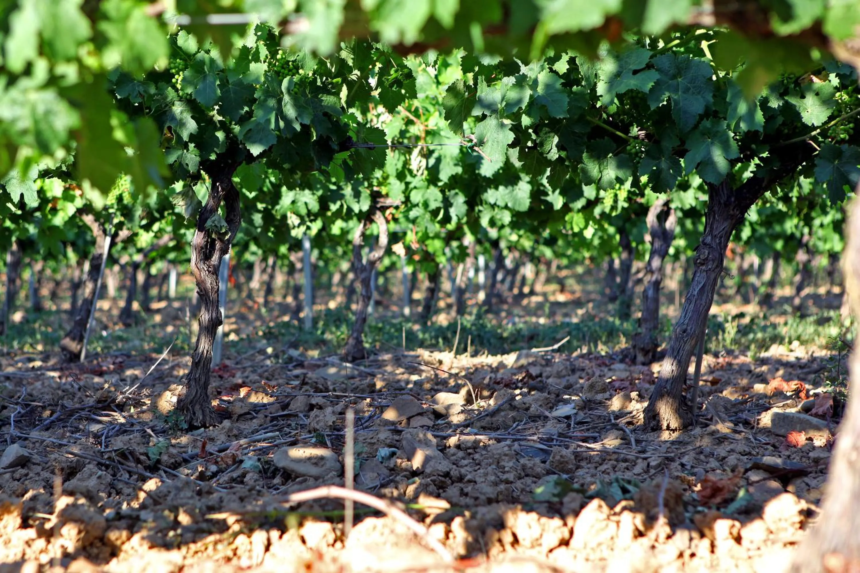 Logis Hôtel LE PRESSOIR