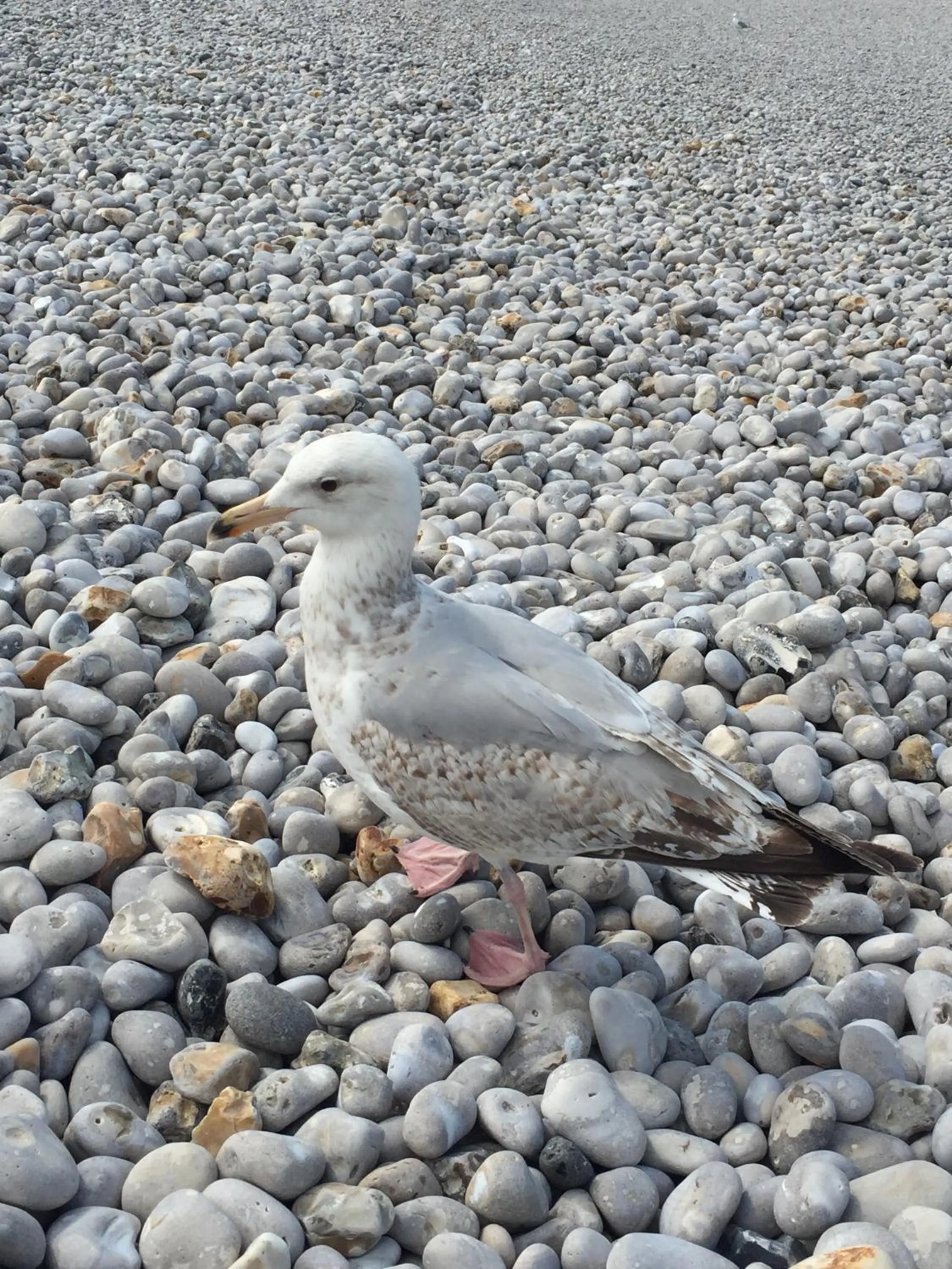 Natural landscape in Hotel Des Falaises