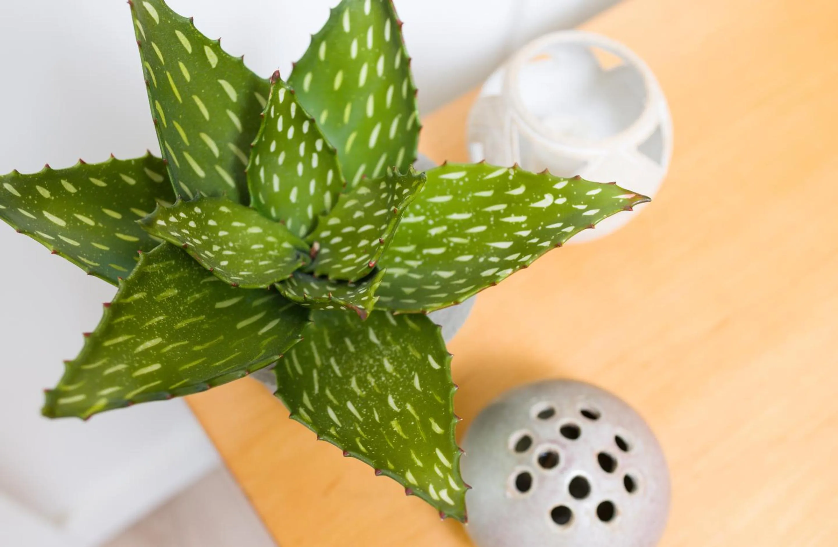 Decorative detail in The Surfjack Hotel & Swim Club