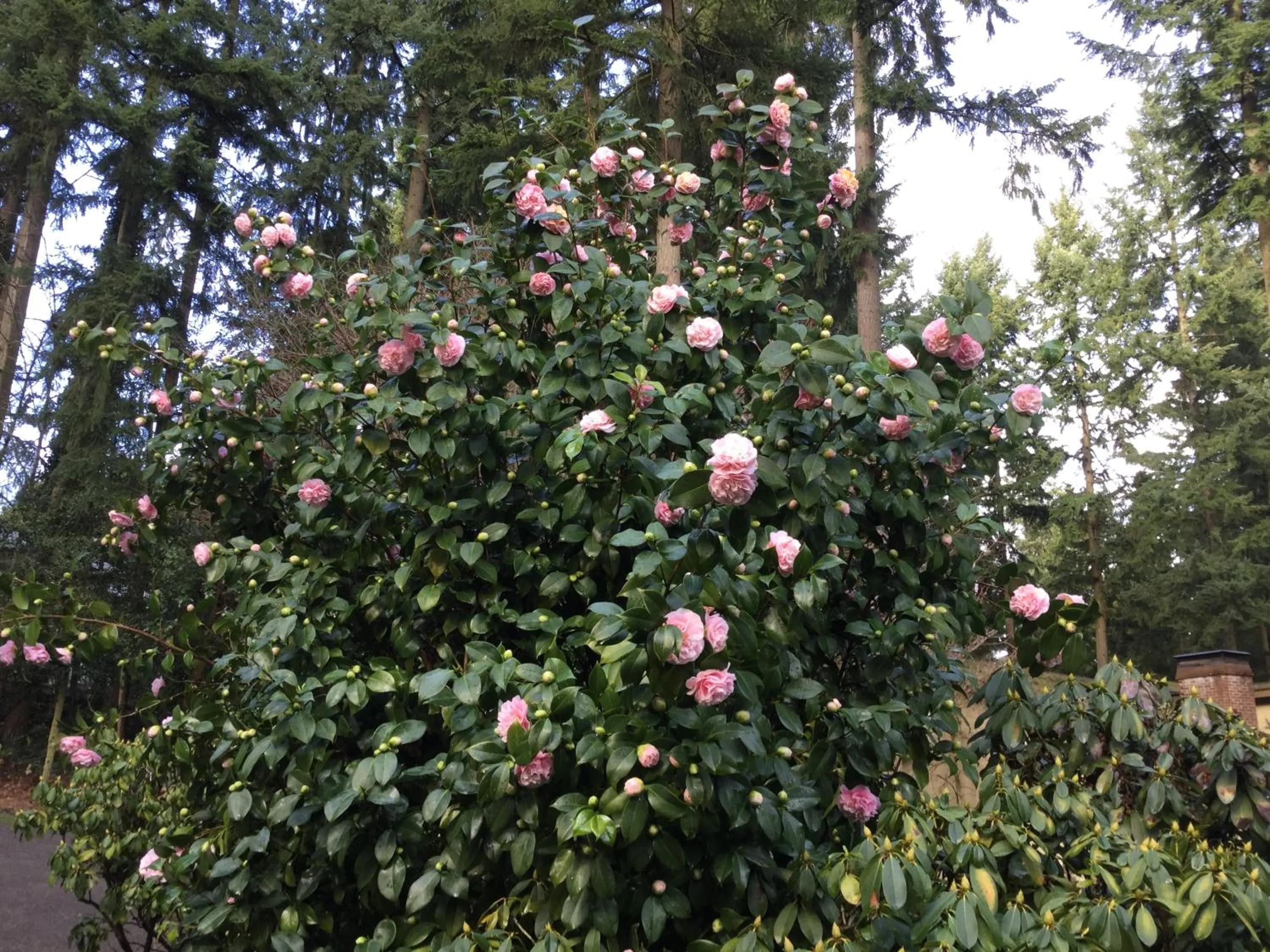 Garden view in A Cascade View Bed And Breakfast
