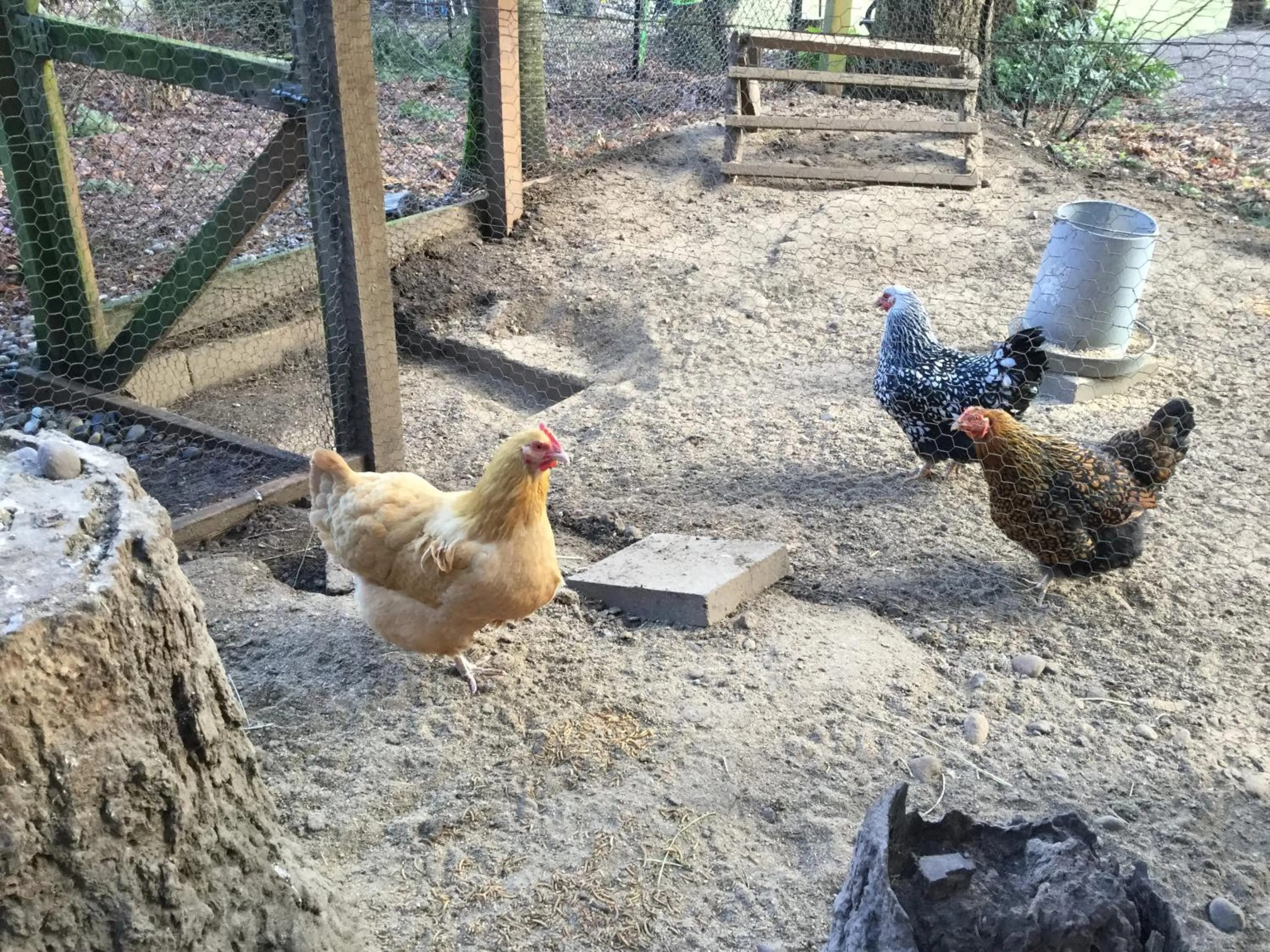 Animals in A Cascade View Bed And Breakfast