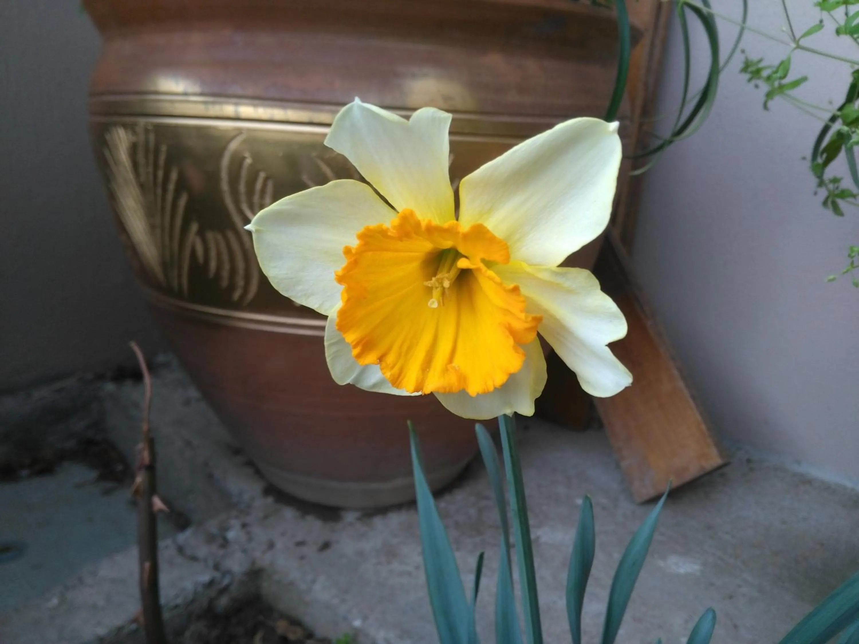 Garden in Ephesus Palace