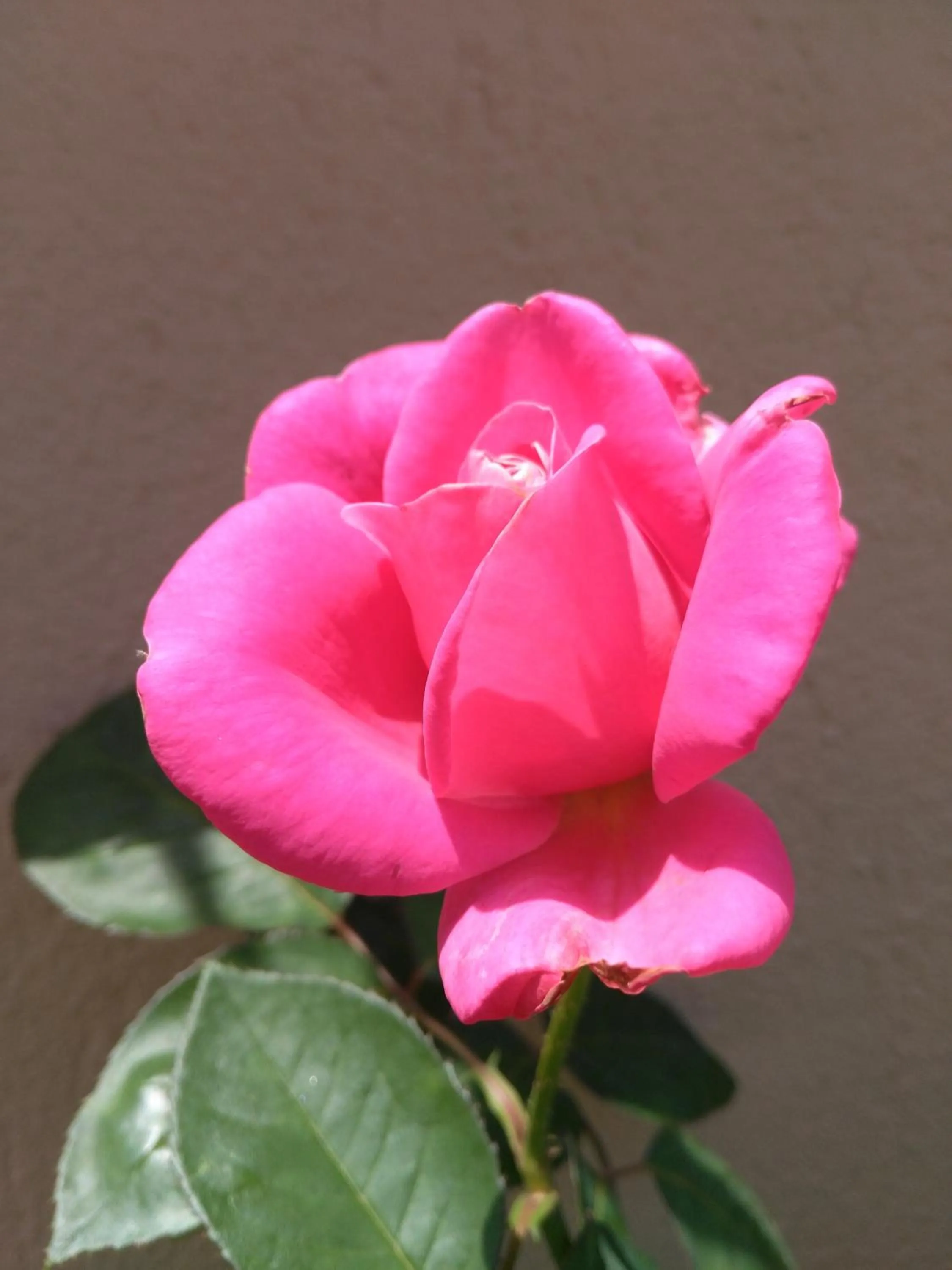Garden in Ephesus Palace