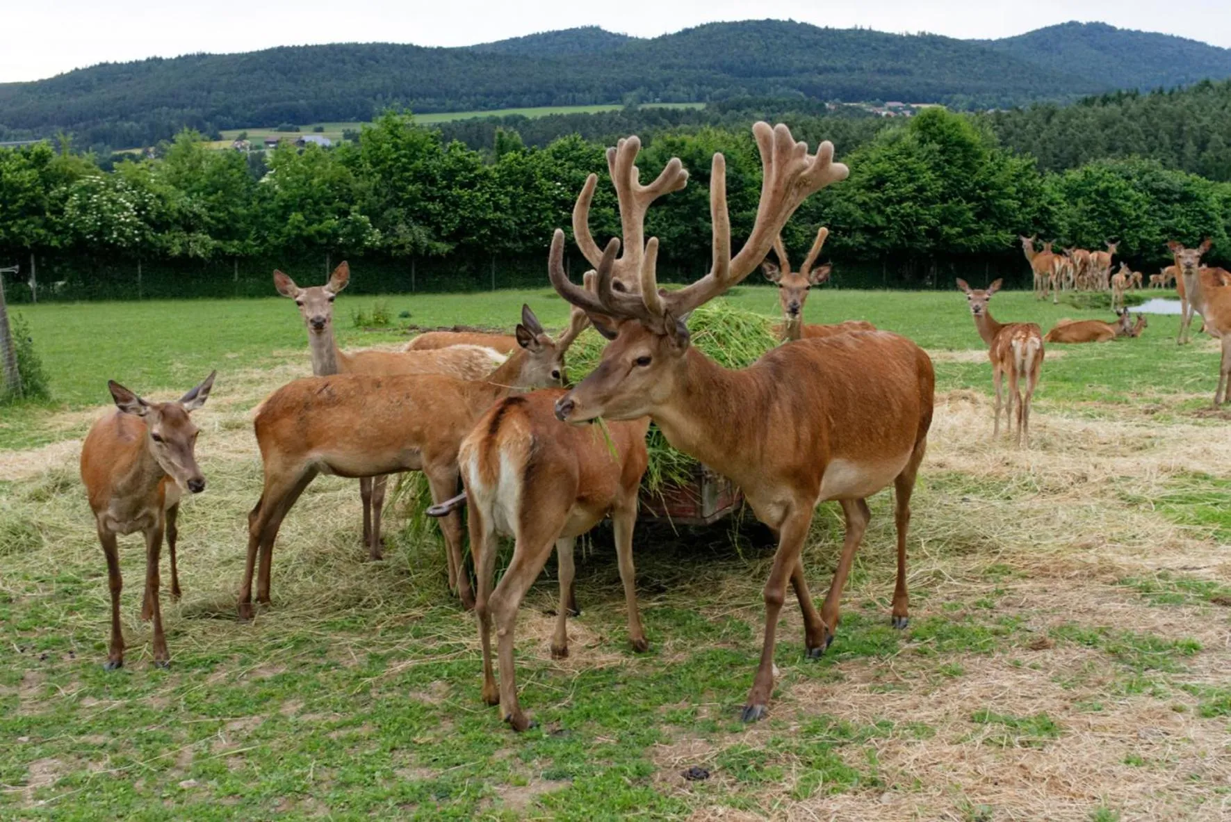 Day in Panorama-Hotel am See