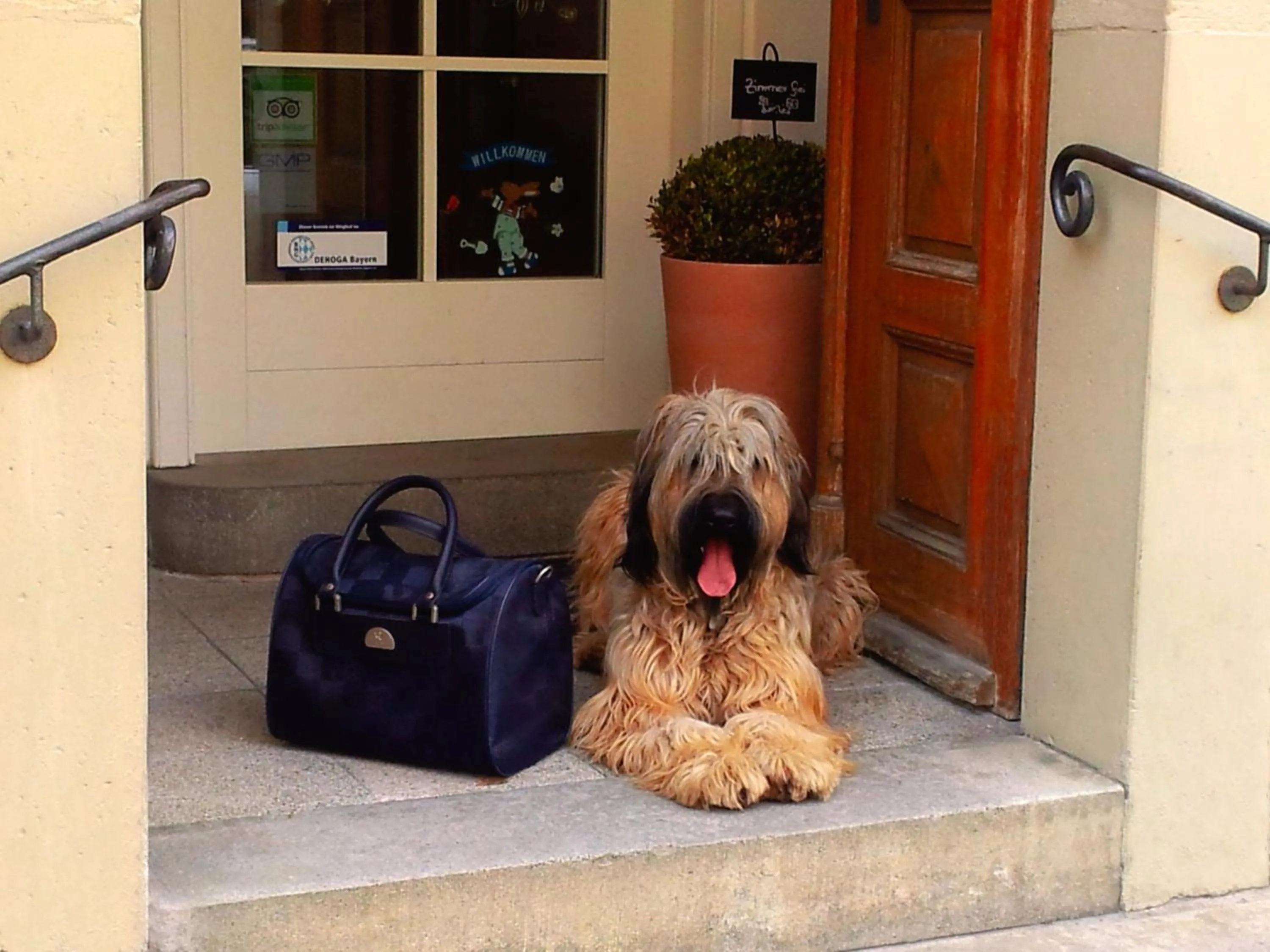 Pets in Boutiquehotel Goldene Rose - self-check-in
