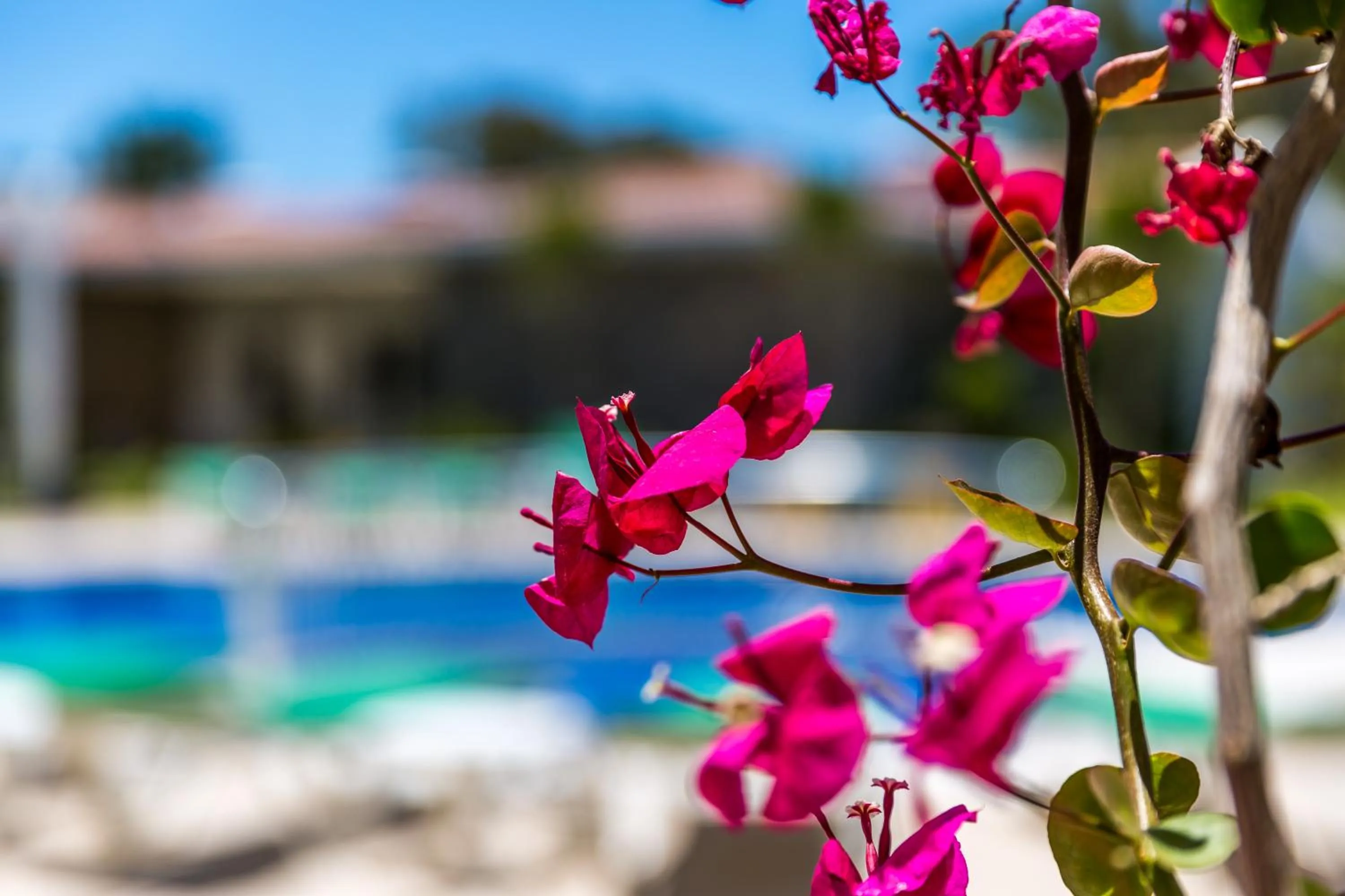 Garden in Kalina Hotel
