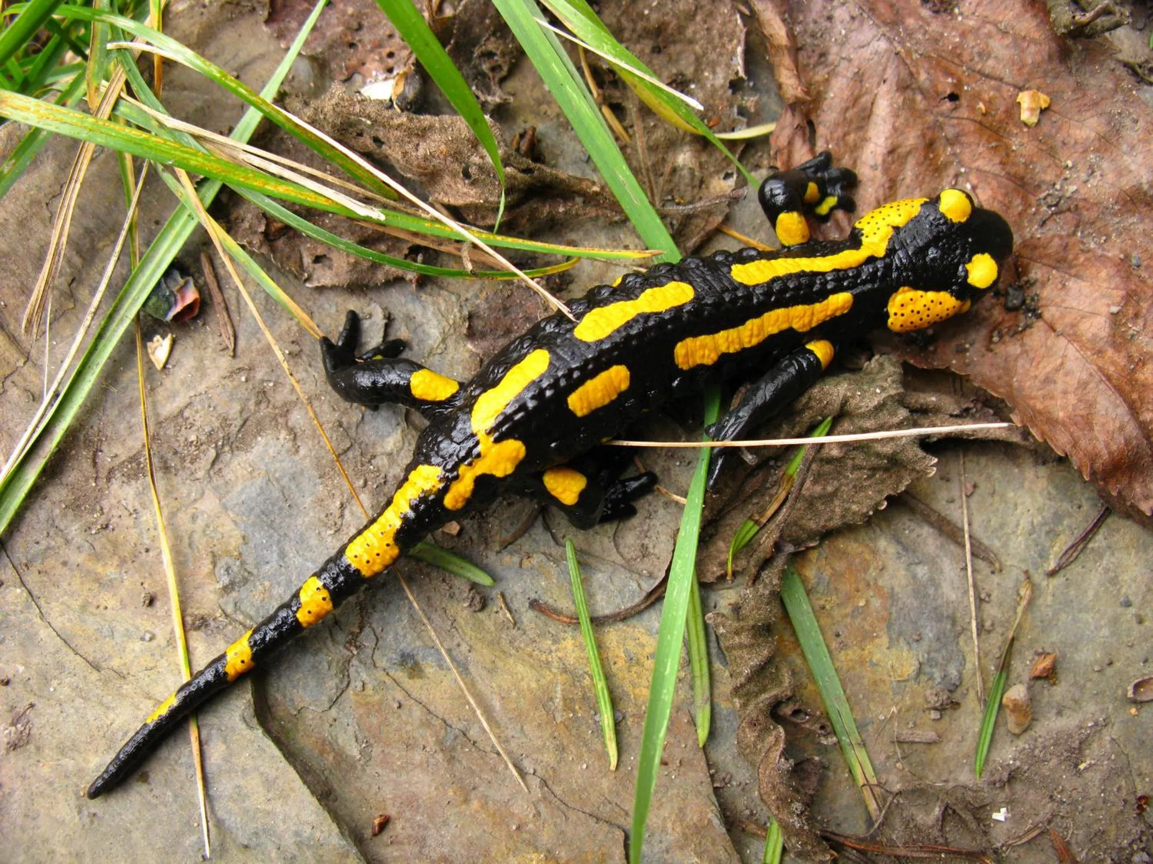 Animals in Hotel & Gasthof Garküche