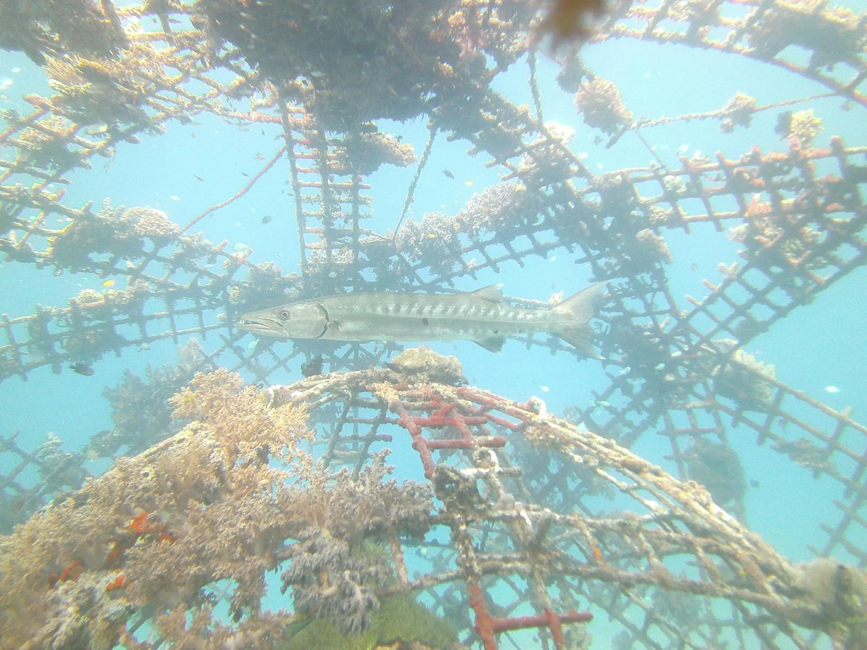 Snorkeling in Biorock Homestay & Dive Center Pemuteran