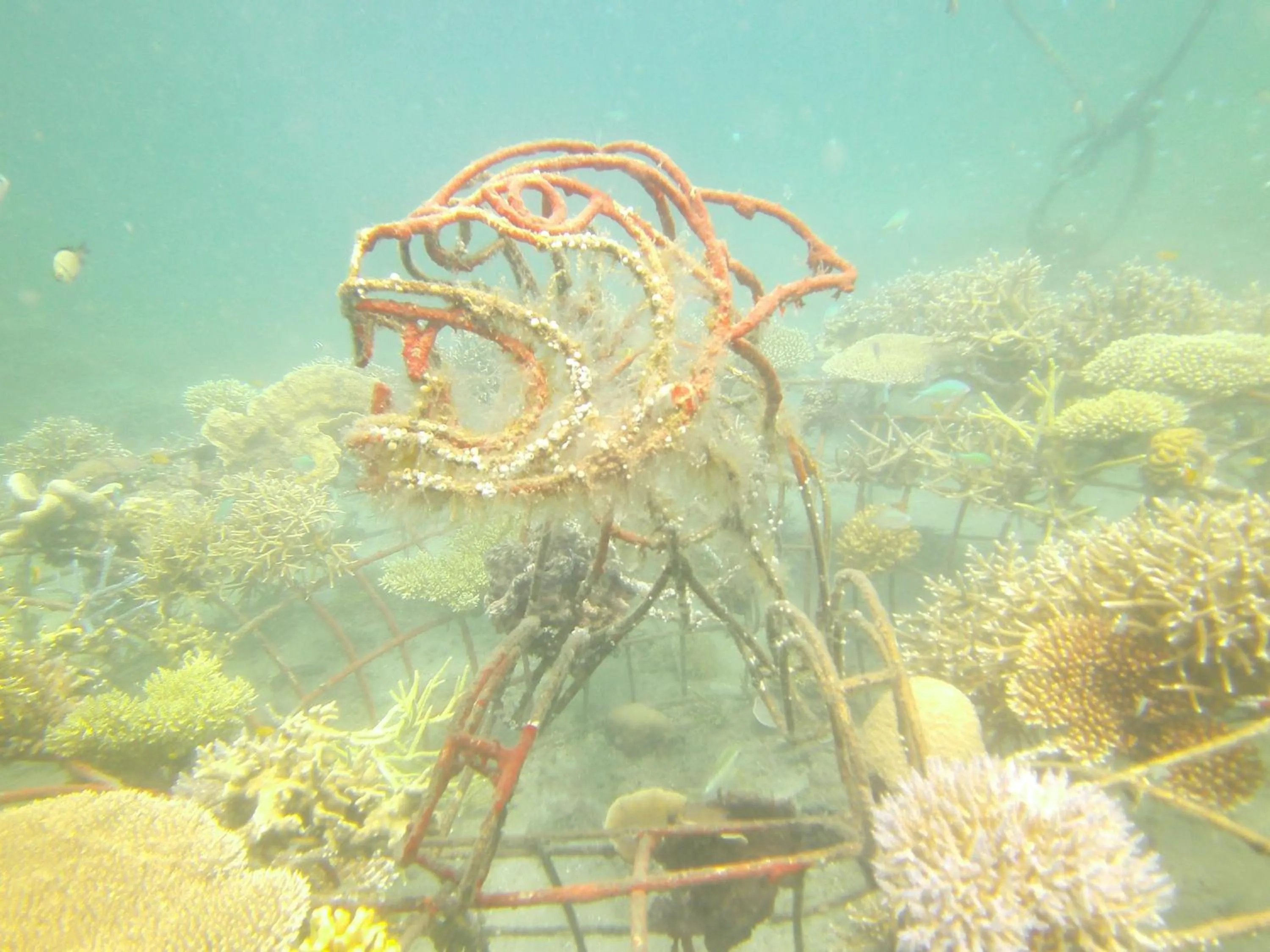 Snorkeling in Biorock Homestay & Dive Center Pemuteran