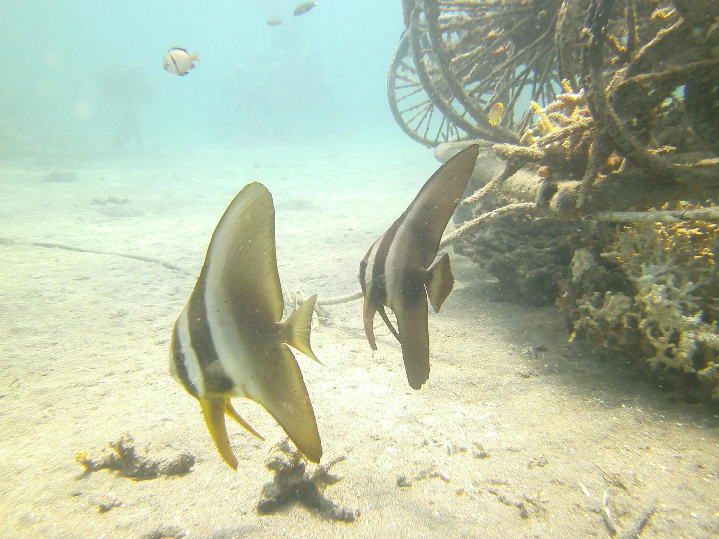 Snorkeling in Biorock Homestay & Dive Center Pemuteran