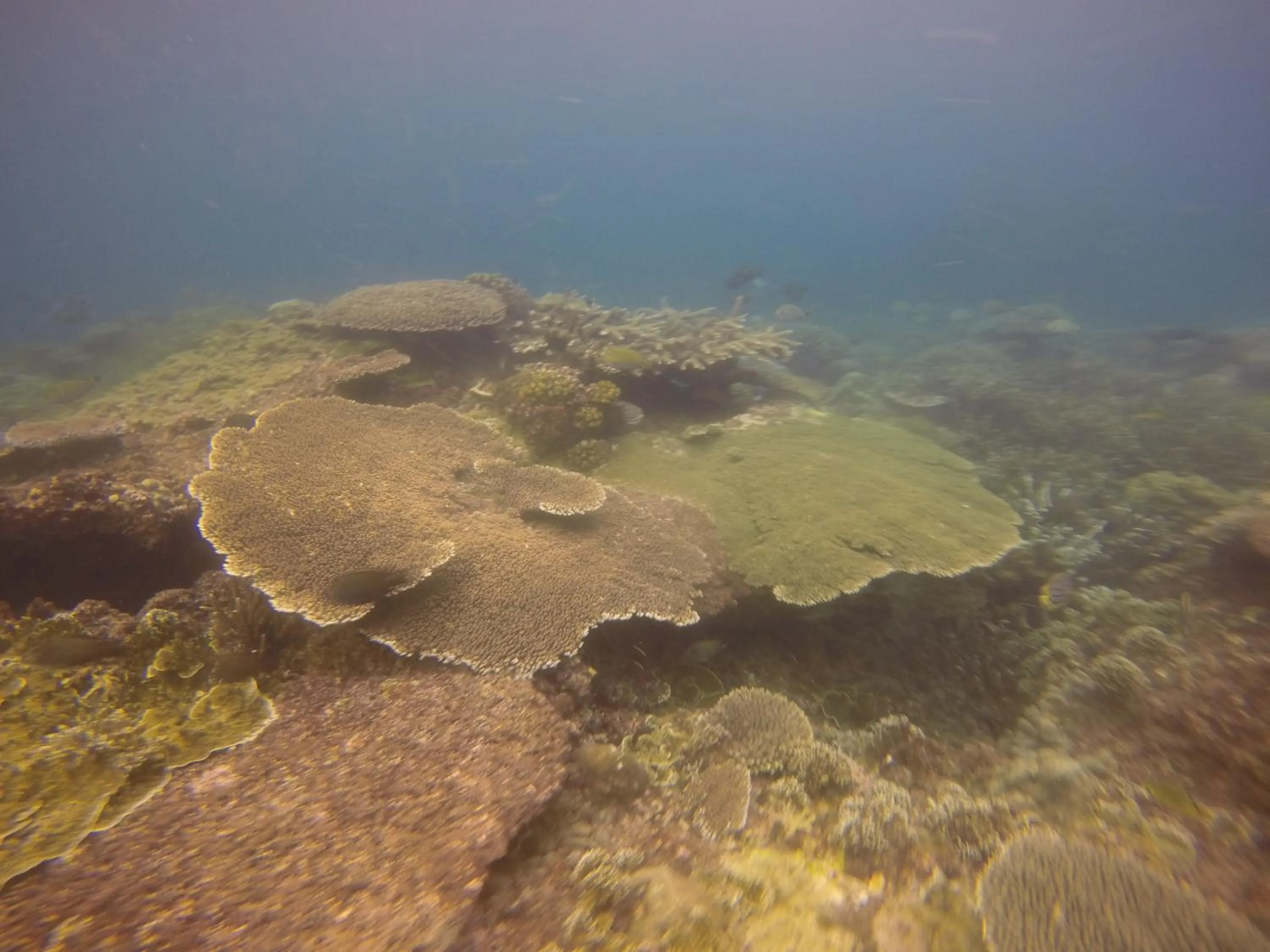 Diving in Biorock Homestay & Dive Center Pemuteran