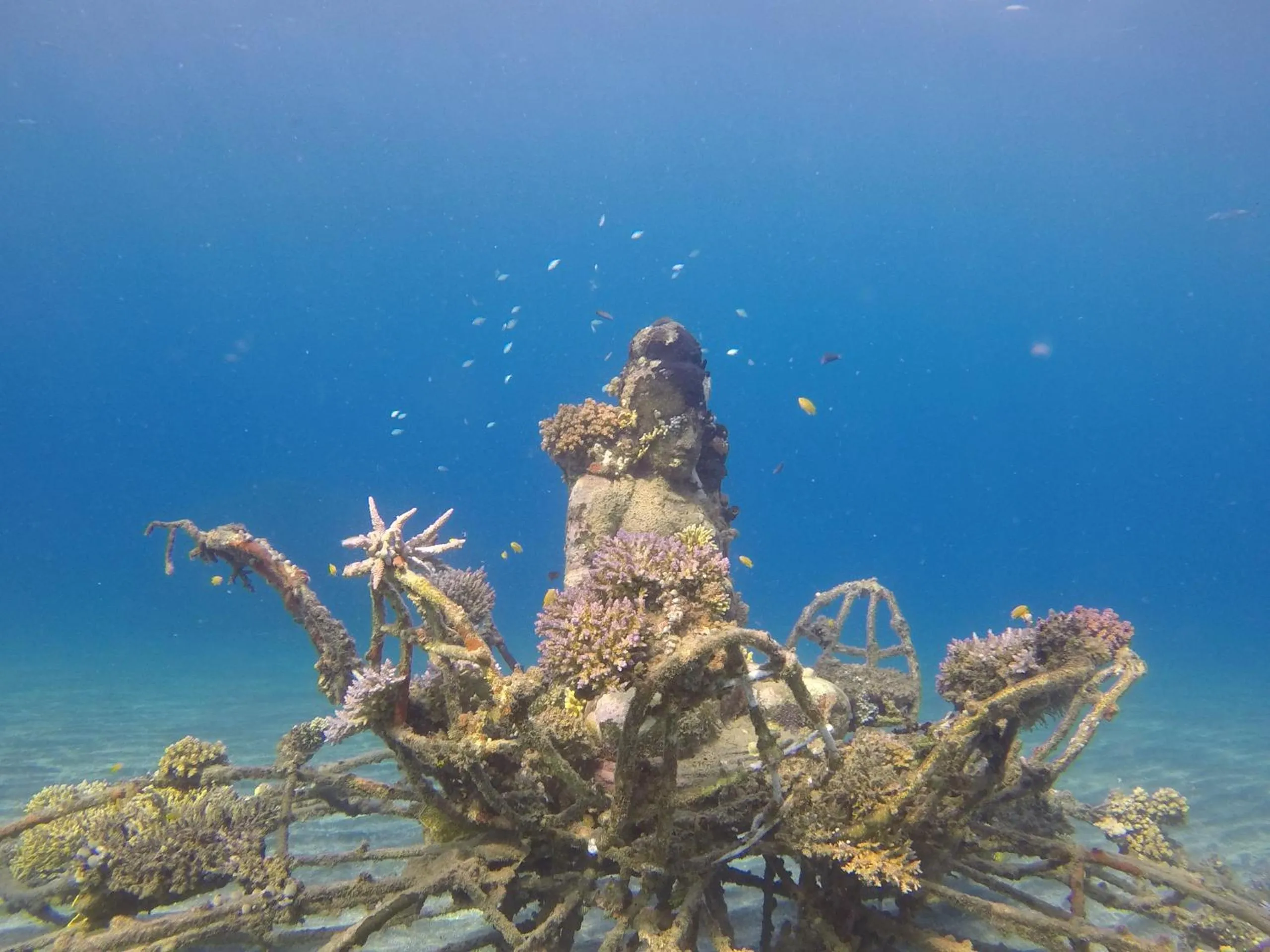 Snorkeling in Biorock Homestay & Dive Center Pemuteran
