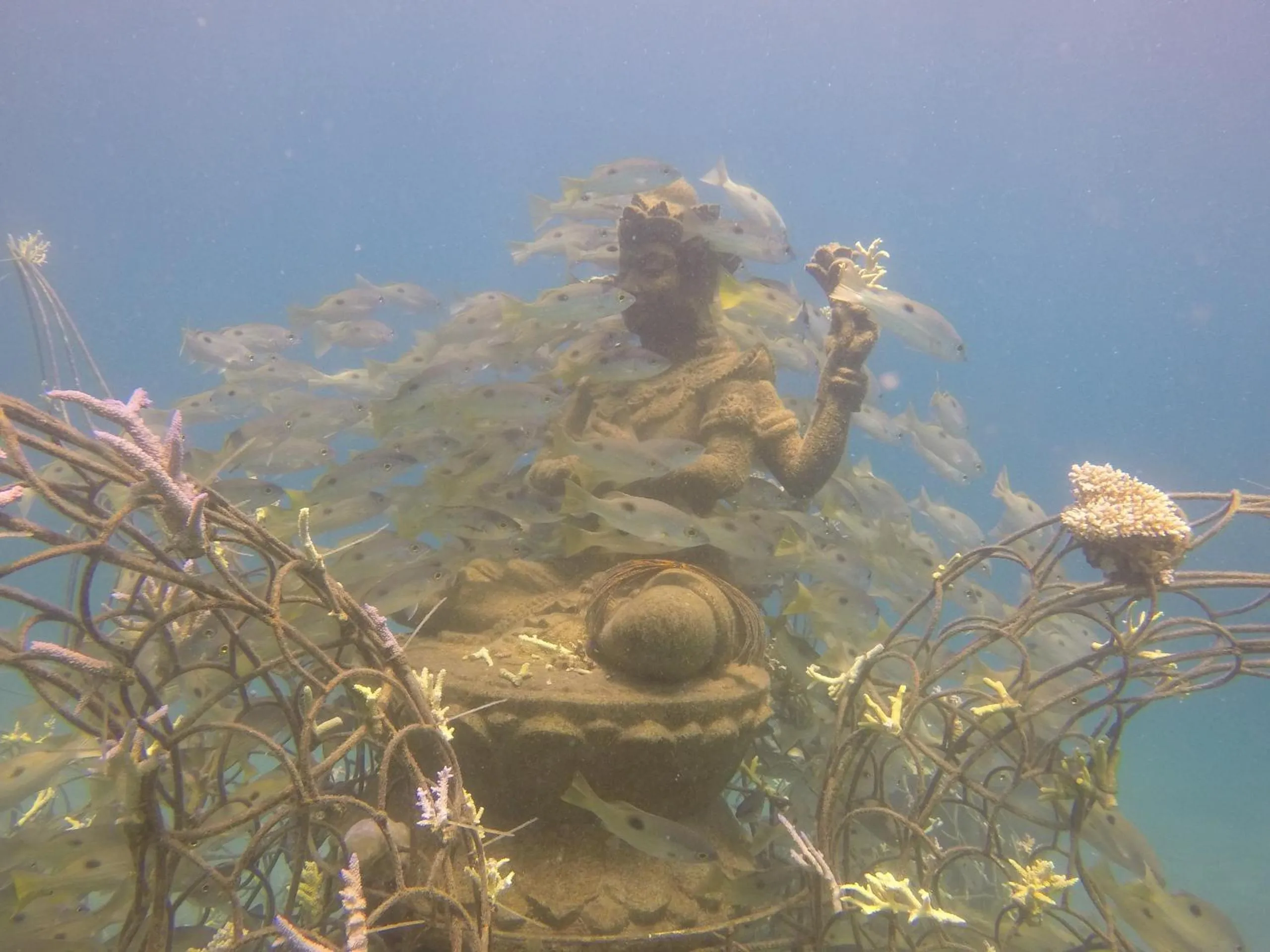 Snorkeling in Biorock Homestay & Dive Center Pemuteran