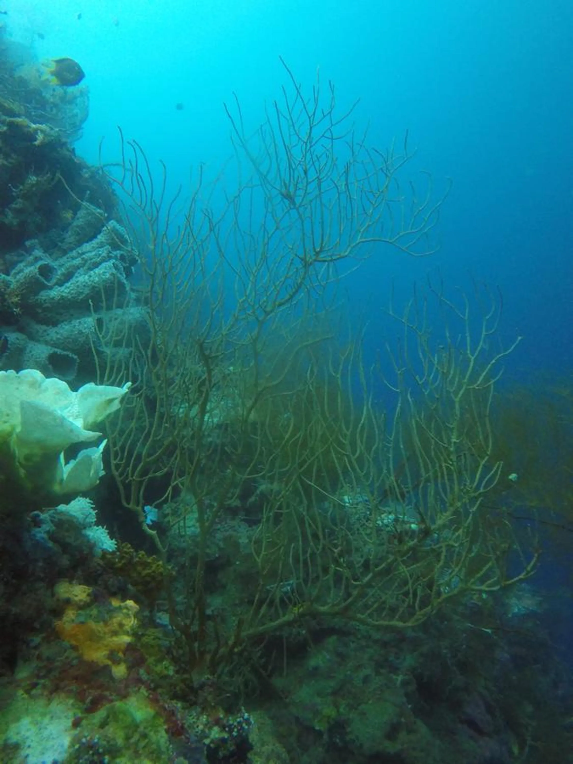 Diving in Biorock Homestay & Dive Center Pemuteran