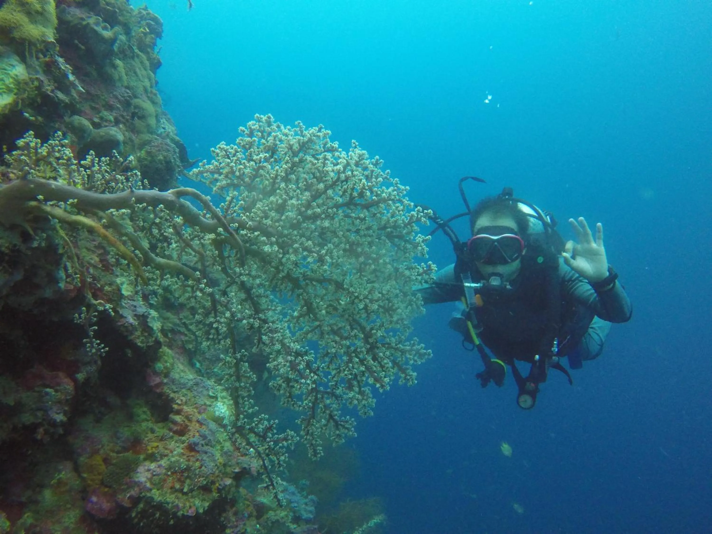 Diving in Biorock Homestay & Dive Center Pemuteran
