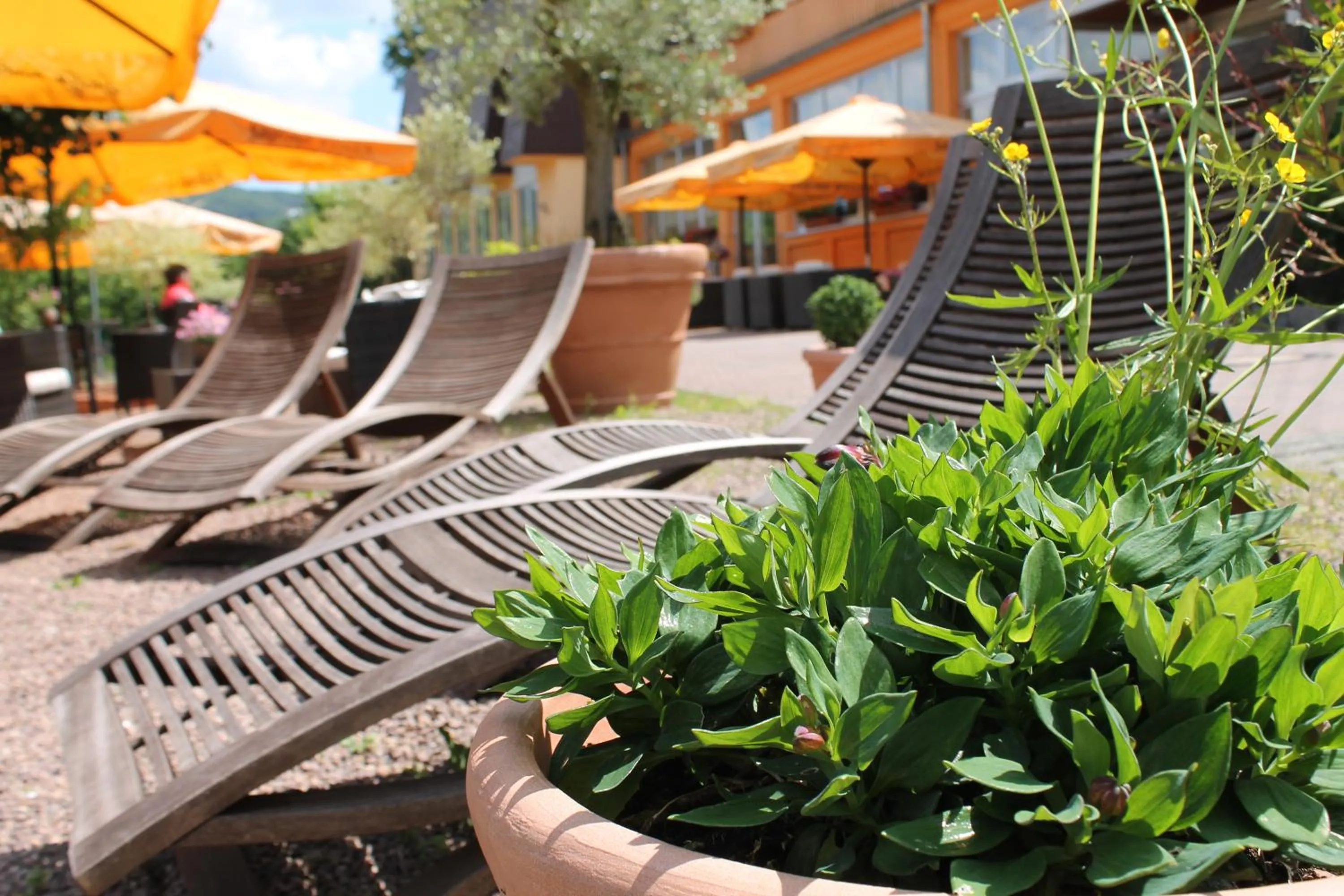 Garden in BSW Ferienhotel Lindenbach