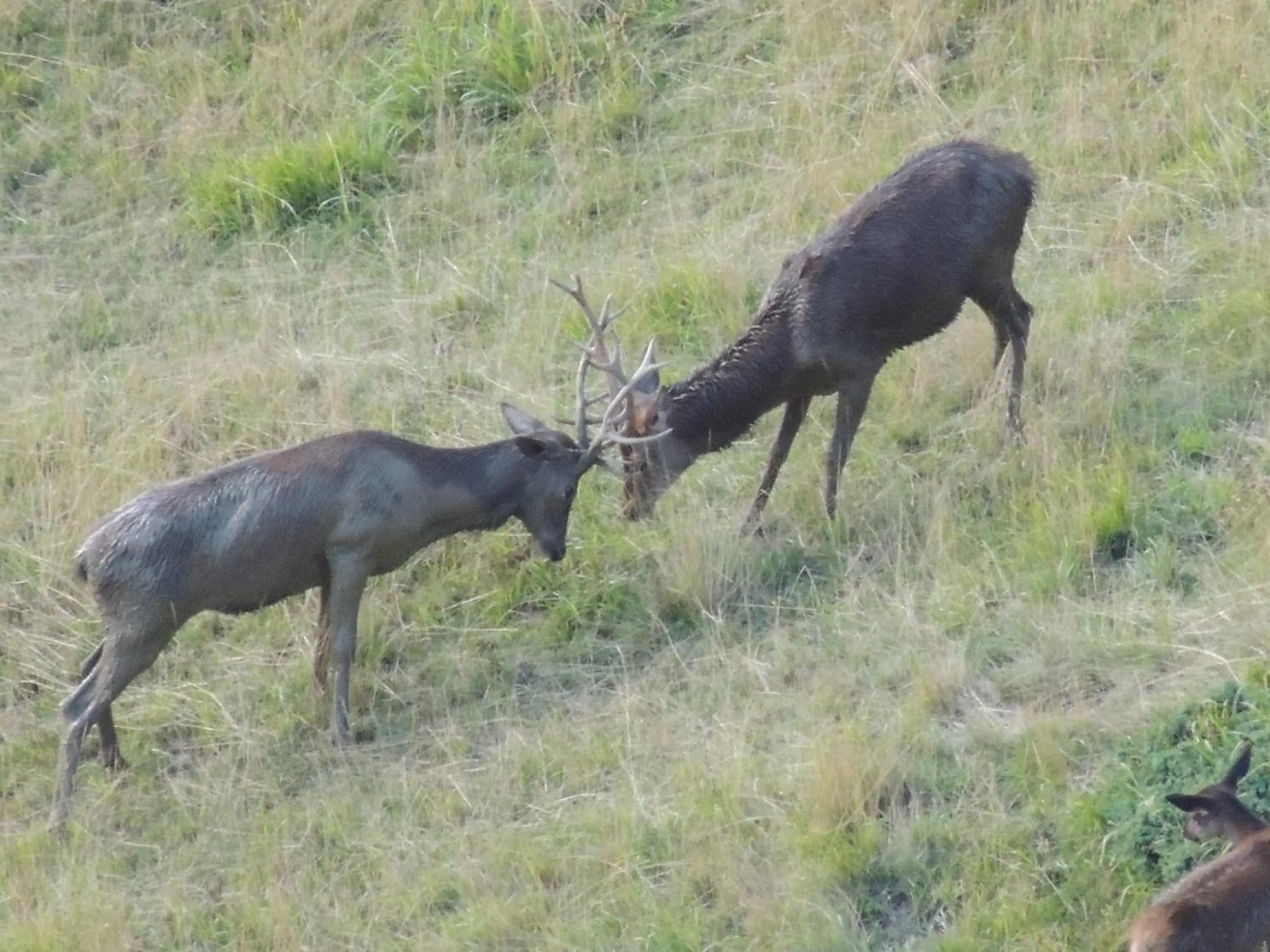Other in Du Coté de Lacoume