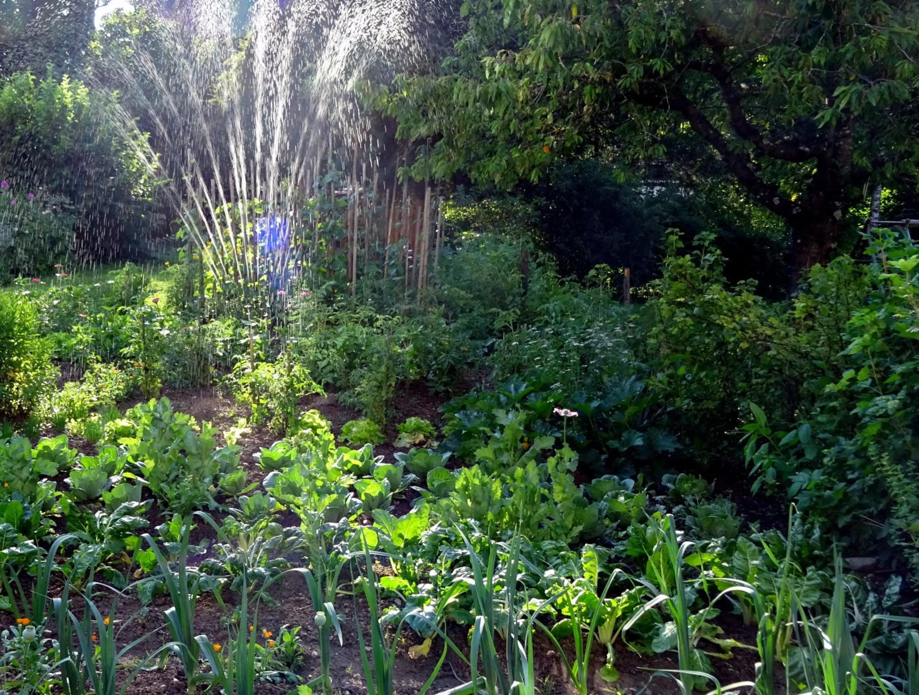Garden in Residence Perwanger