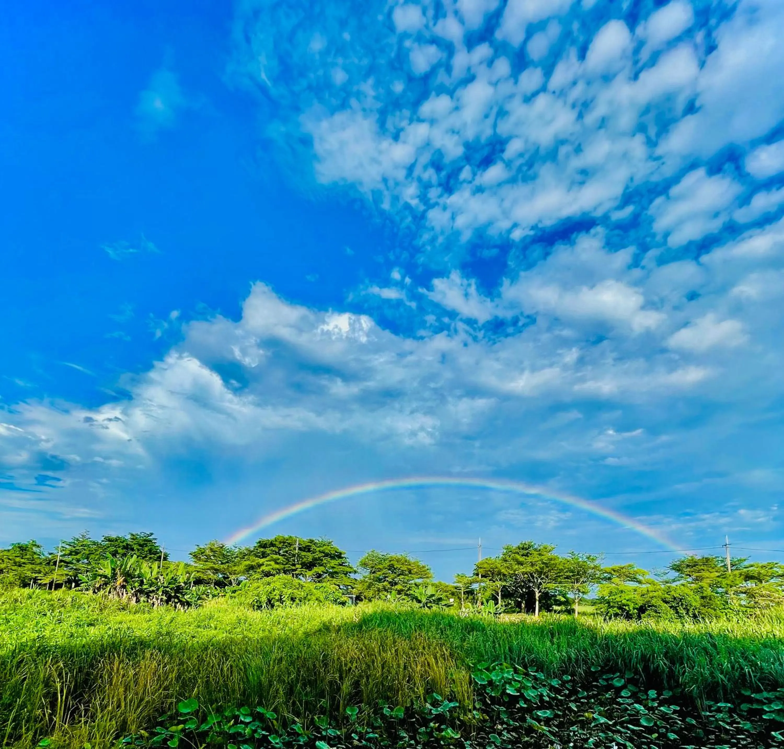 Quiet street view in Water Bird Family
