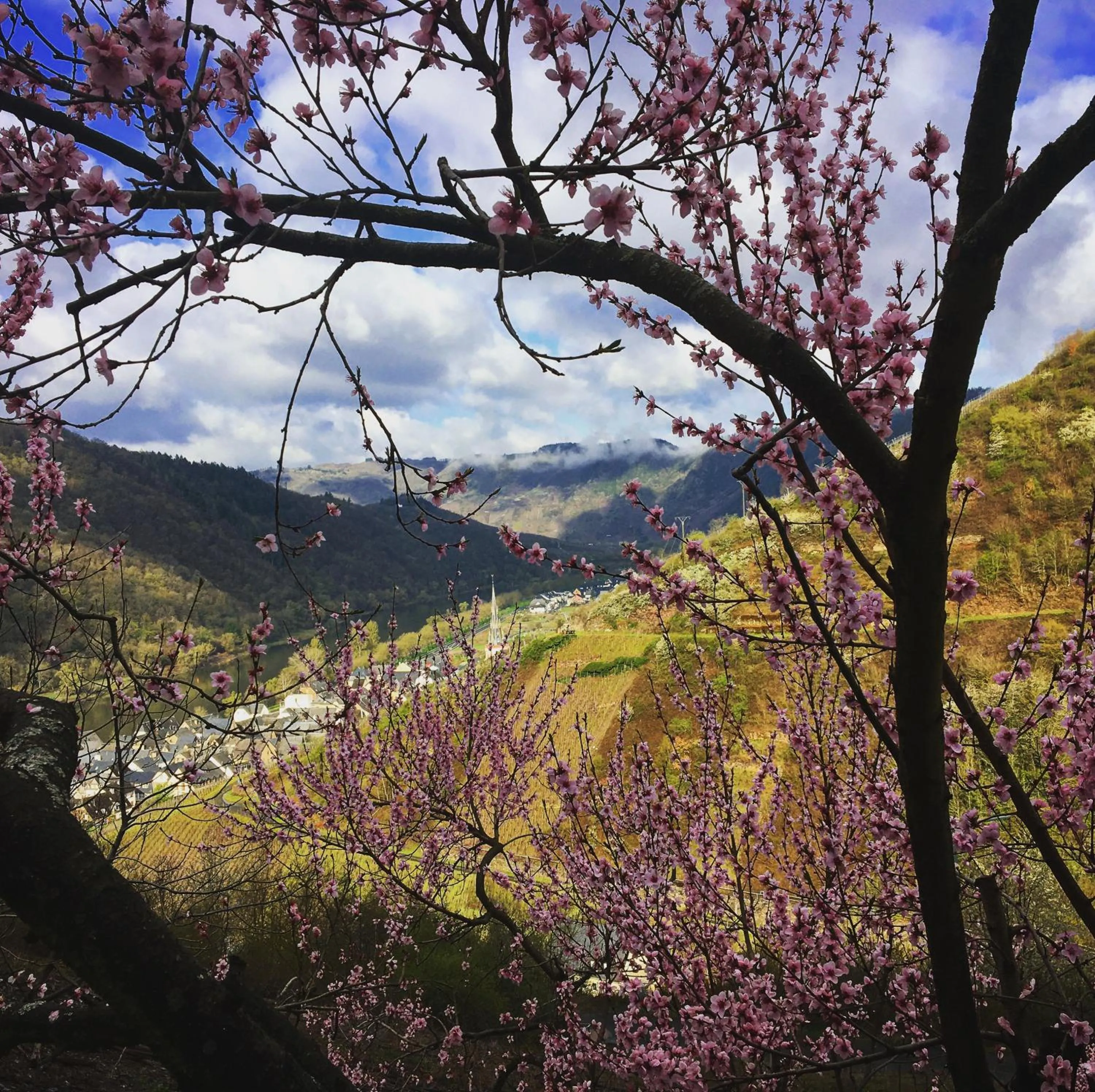 Spring in Pension Rehschopp