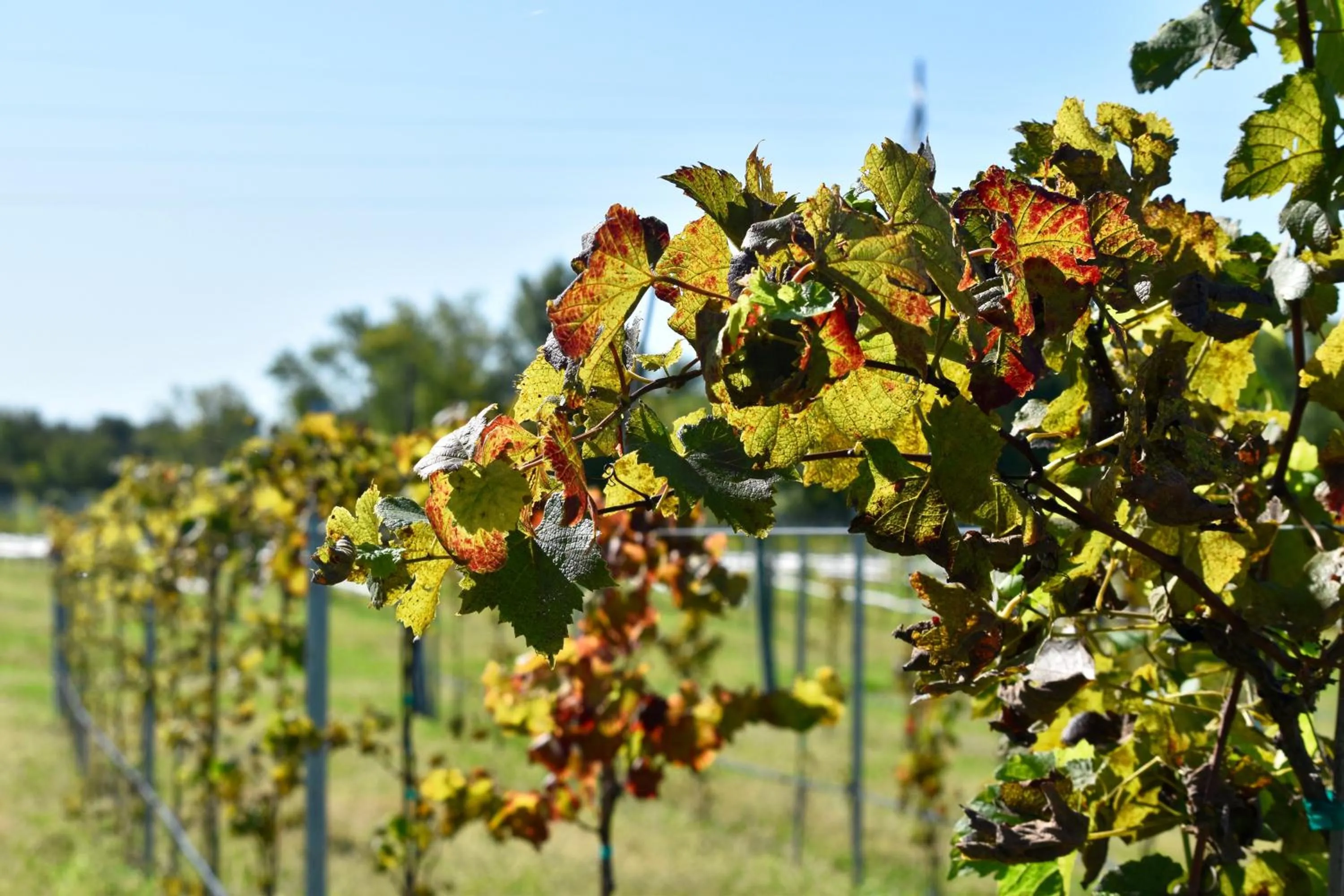 Garden view in Depot Inn & Suites