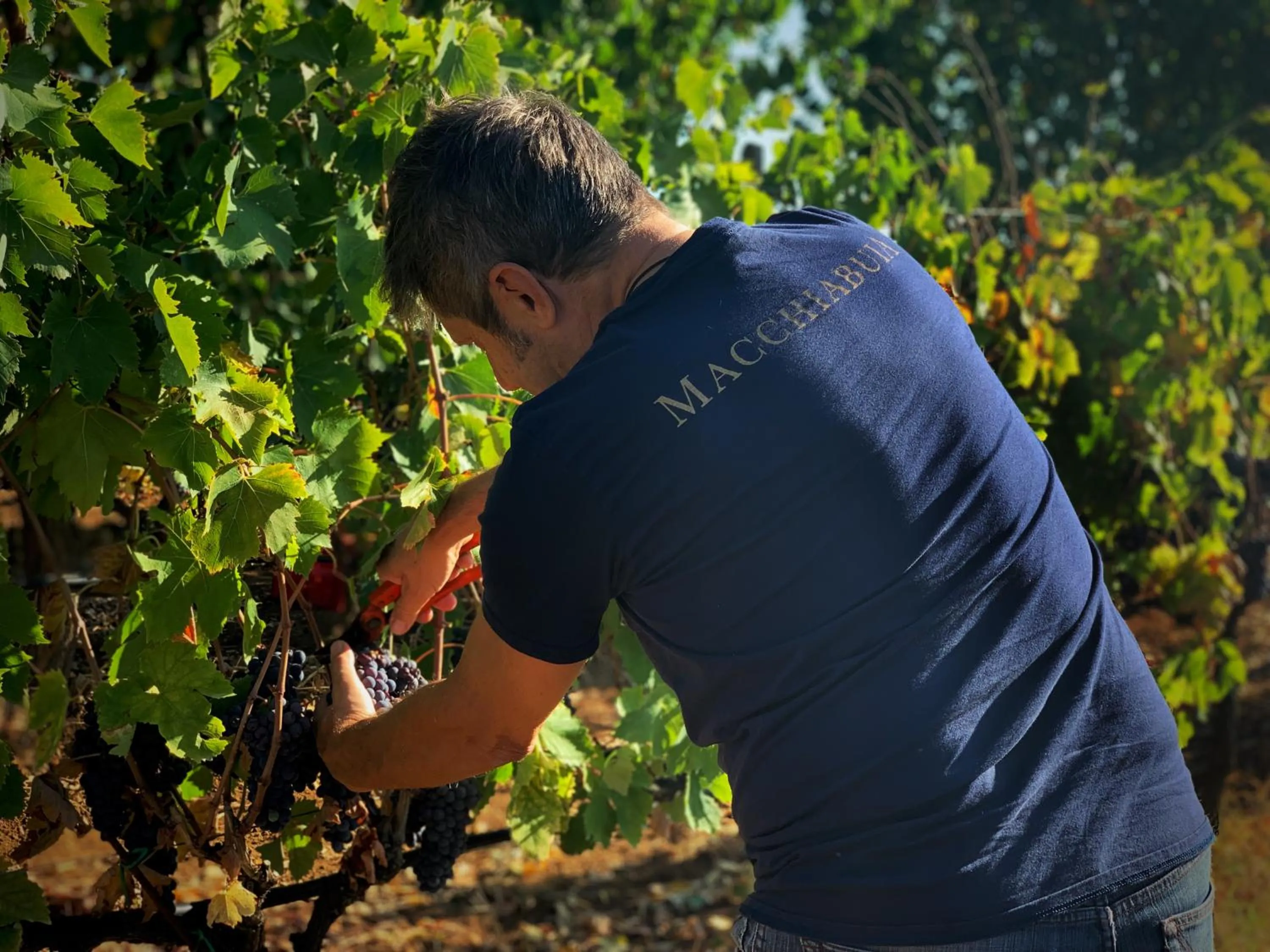 Activities in Macchiabuia