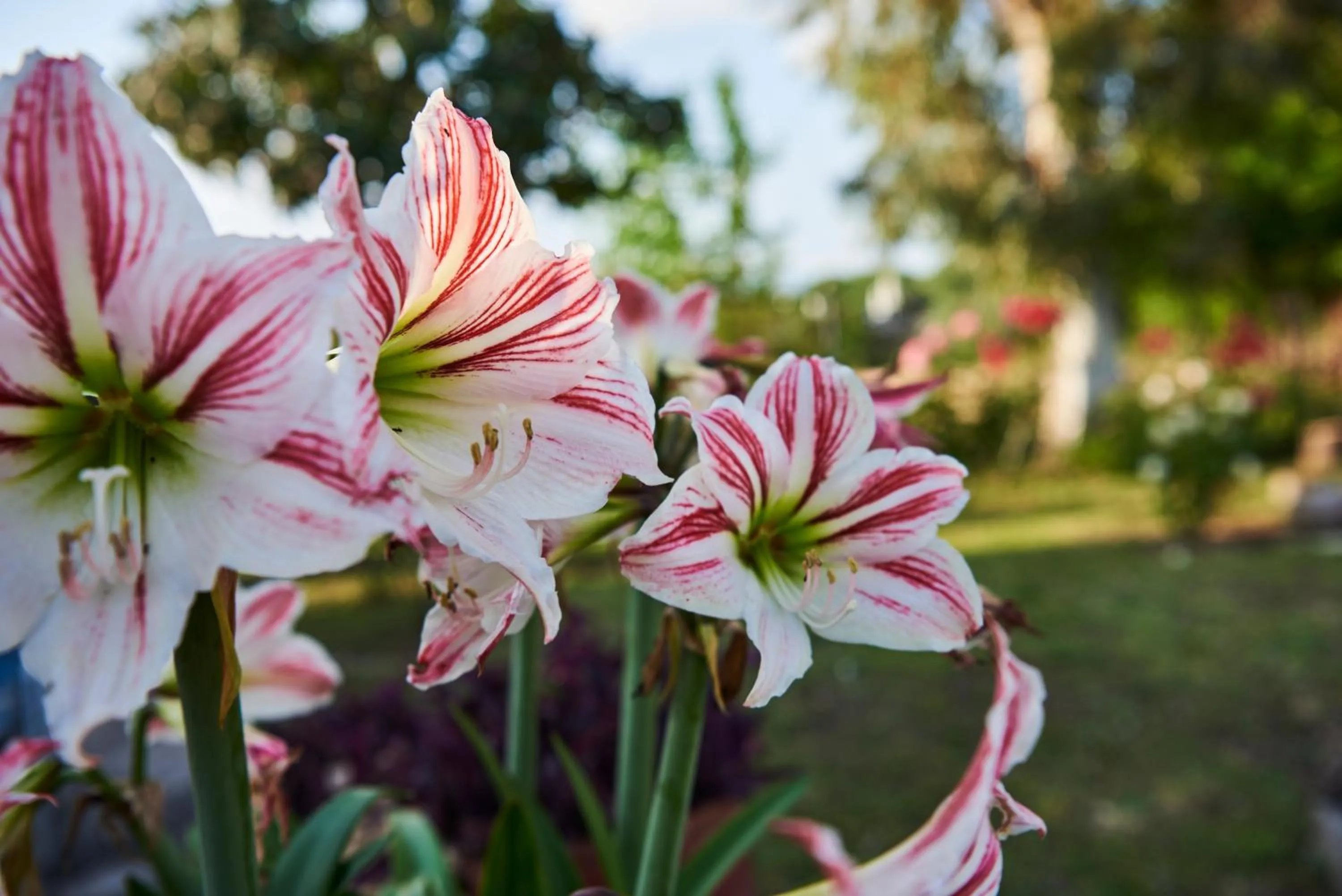 Garden in Kalloni Bay